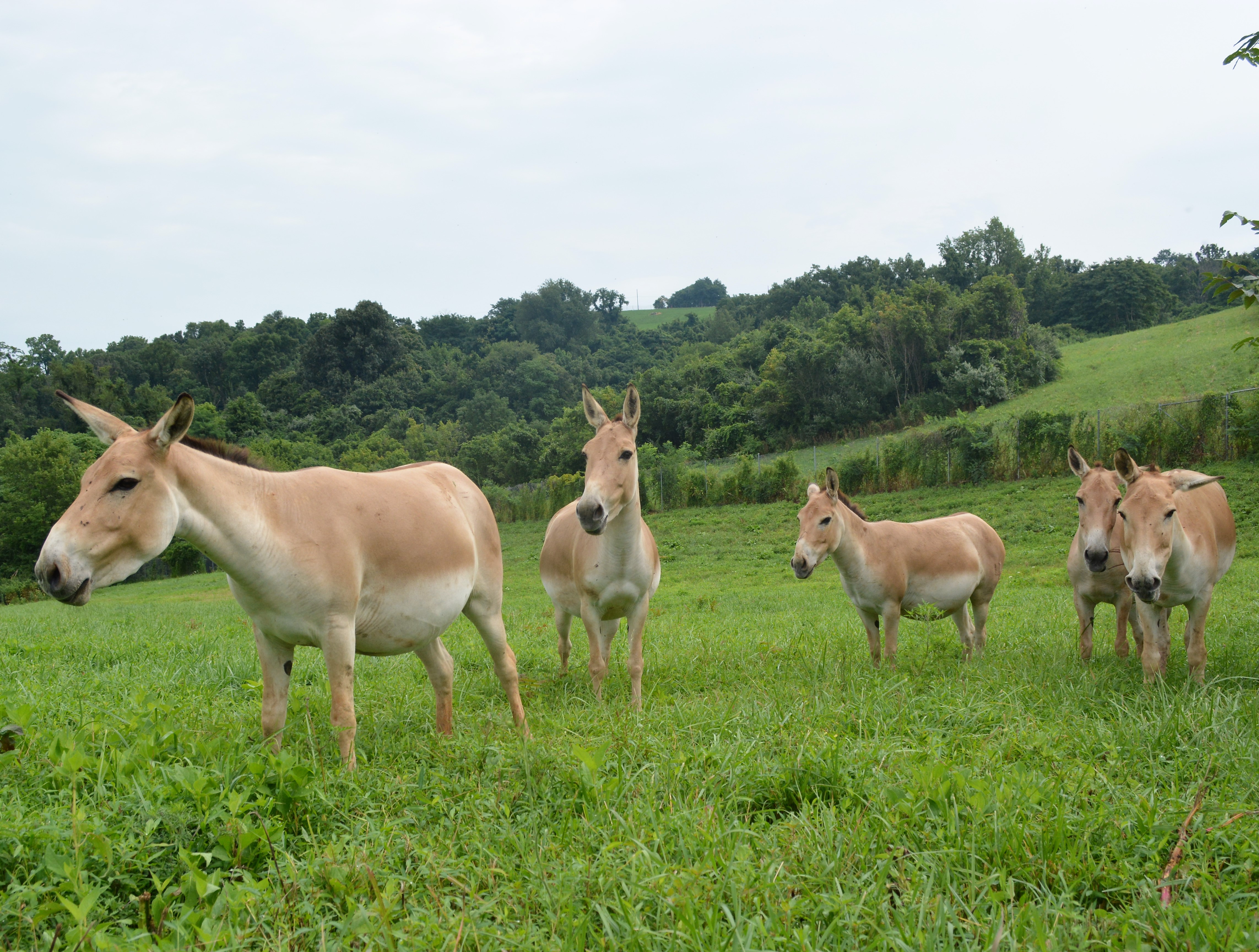 Goings on With the Onagers | Smithsonian's National Zoo