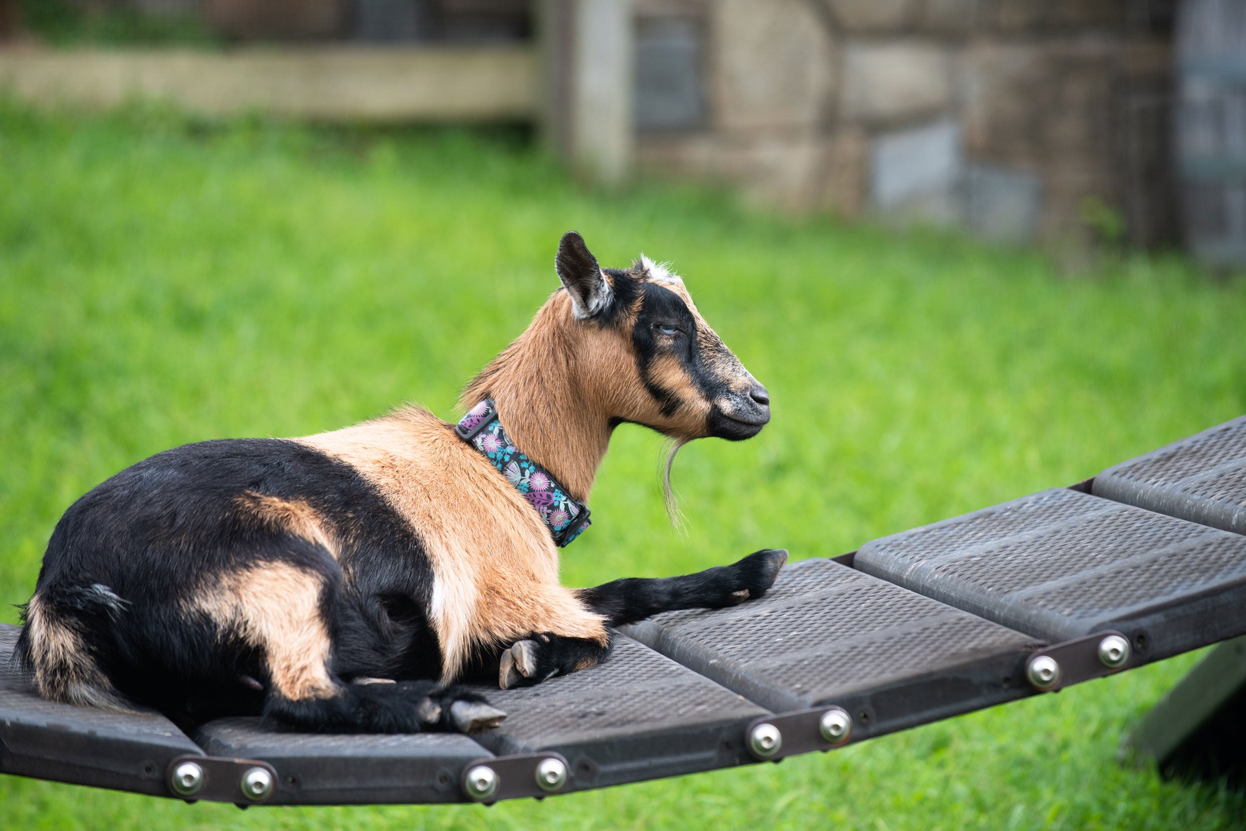 A goat rests on a small bridge in the grassy yard of the Kids' Farm exhibit at the Smithsonian's National Zoo