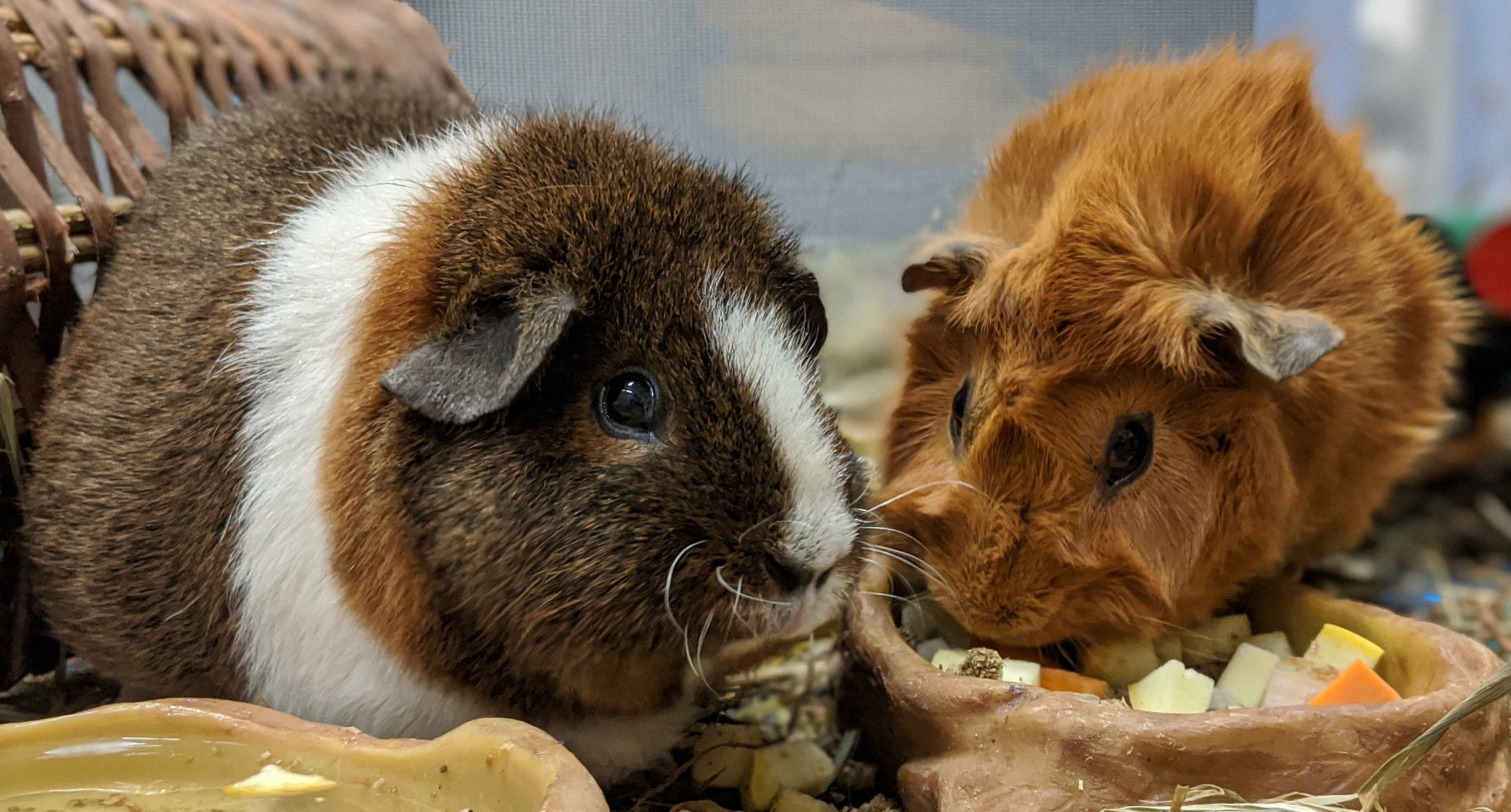 New at the Zoo: Guinea Pigs | Smithsonian's National Zoo