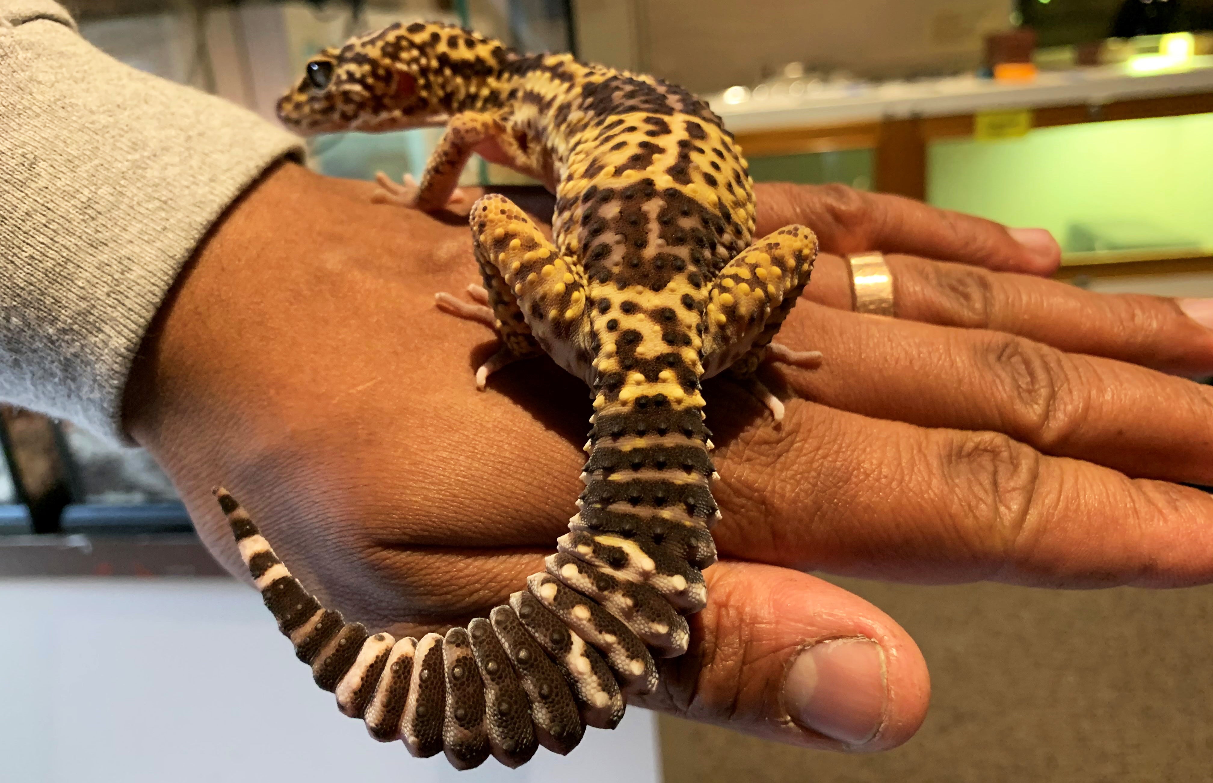 Iranian fat-tailed gecko