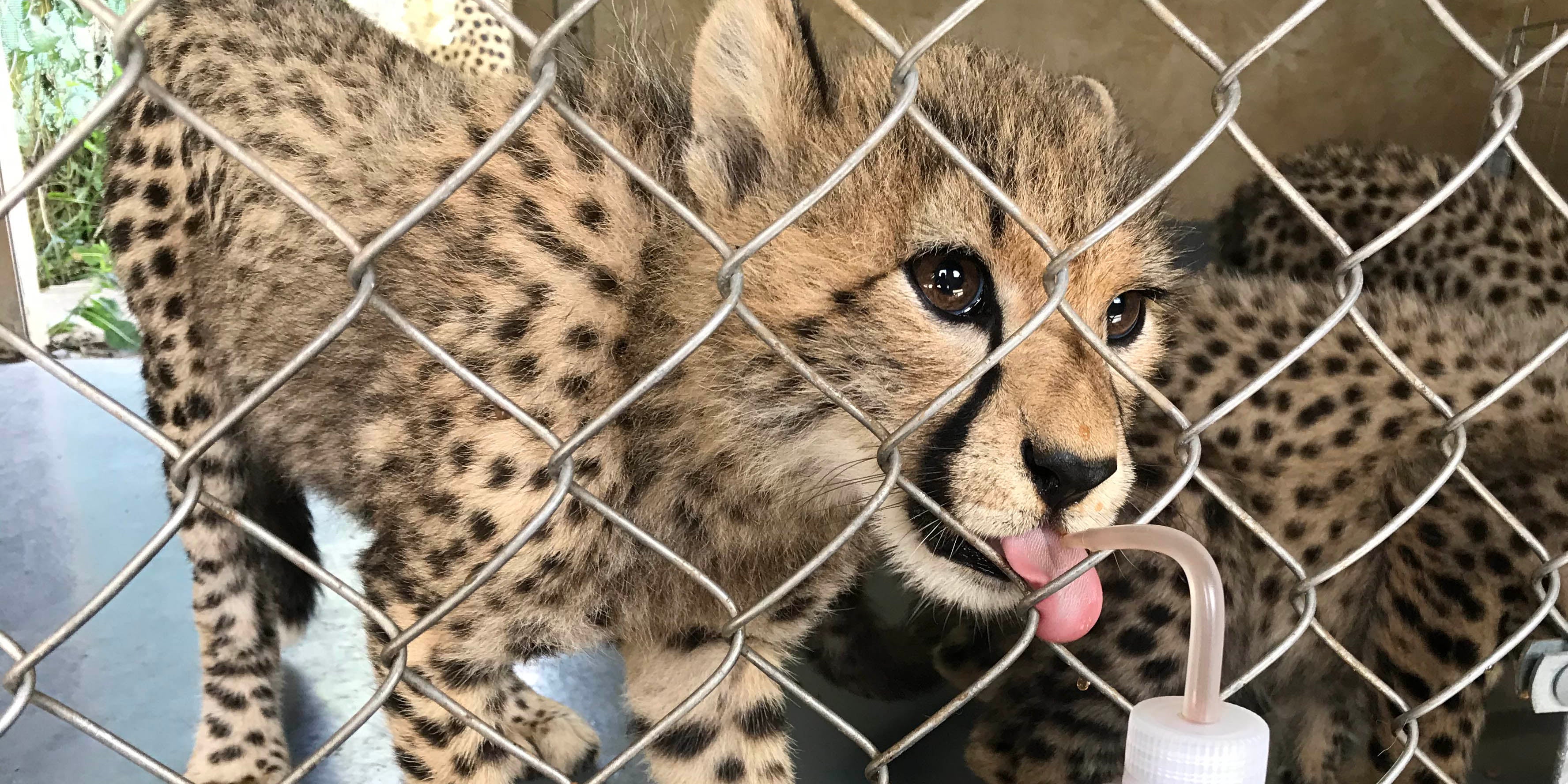 As a reward for standing still during their weigh-ins, the cheetah cubs receive beef blood from a squeeze bottle. 
