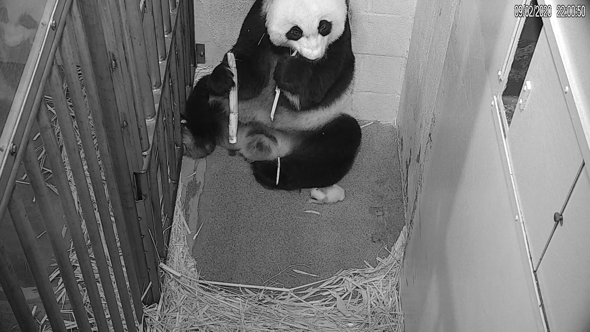 #PandaStory: Cub Day 13 | Smithsonian's National Zoo and Conservation ...