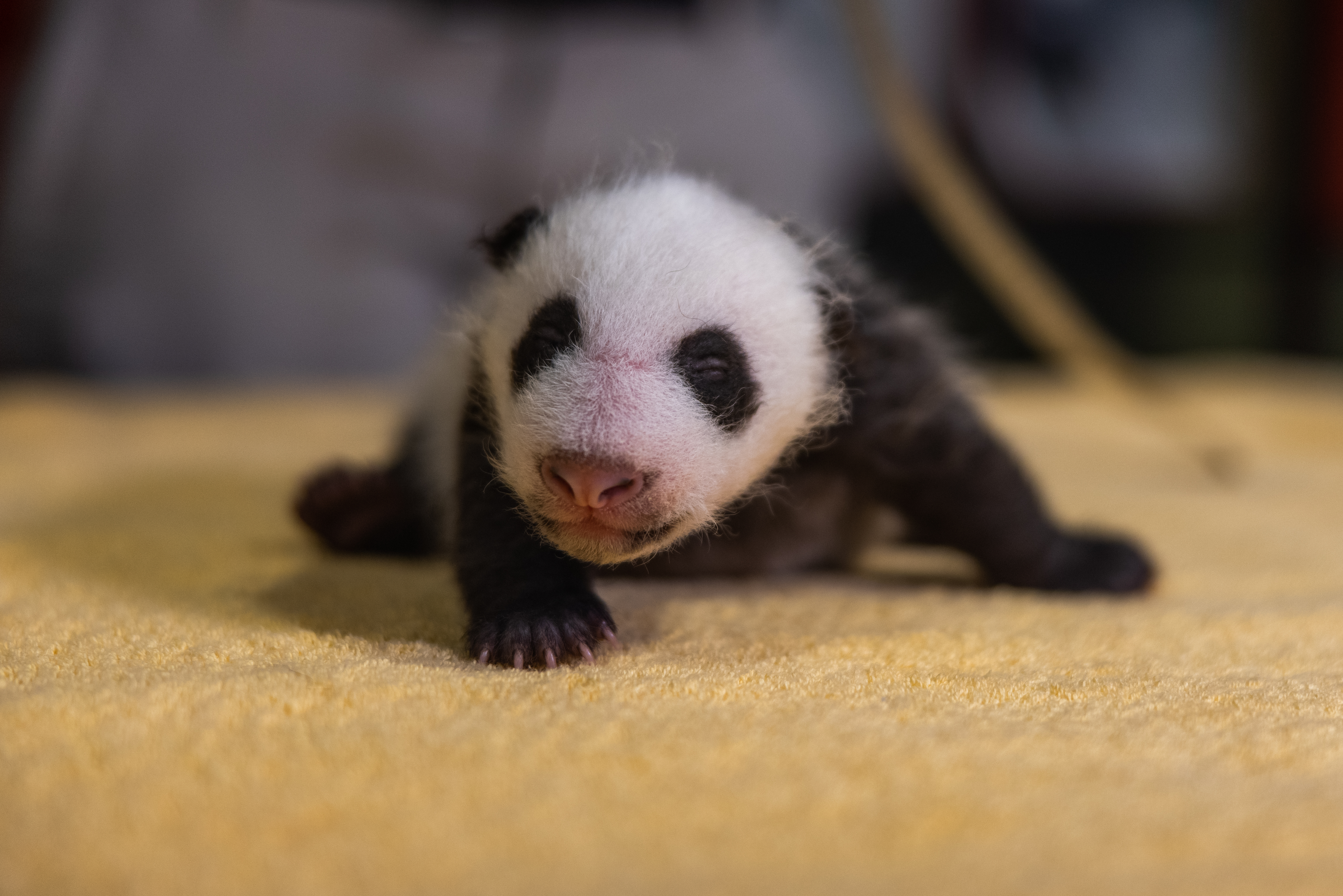 Giant Pandas Depart Smithsonian's National Zoo and Conservation