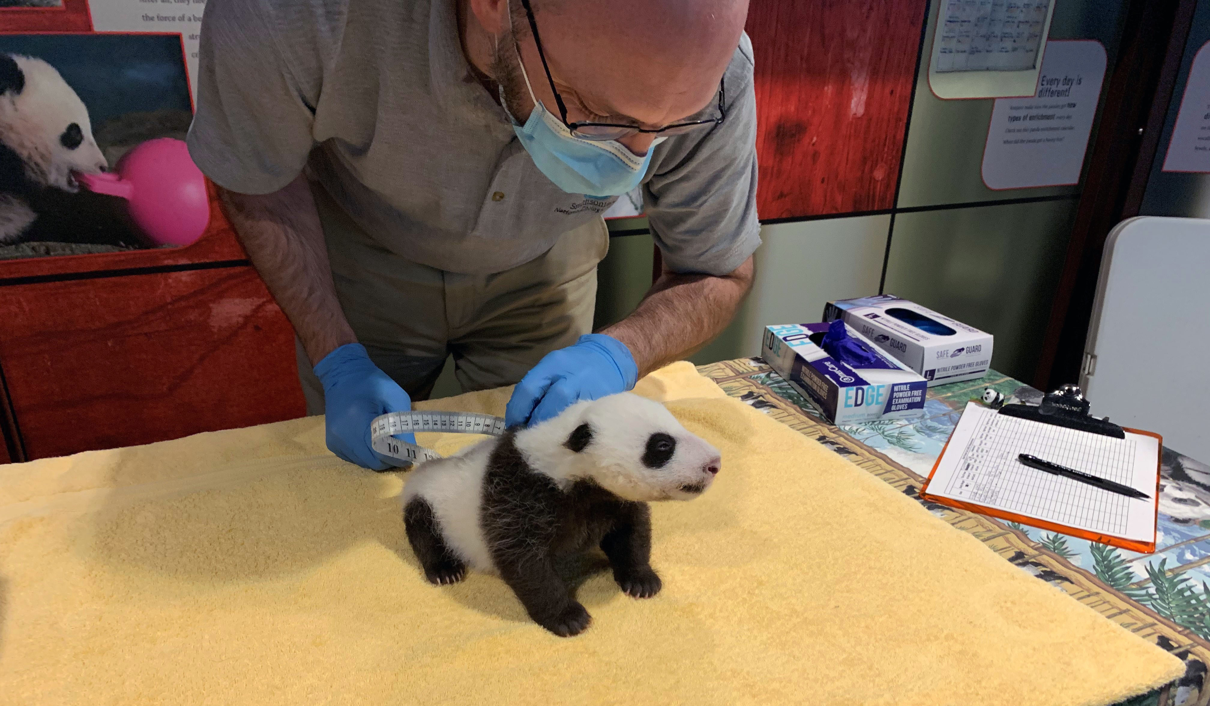 Pandastory Packing On The Pounds Smithsonian S National Zoo