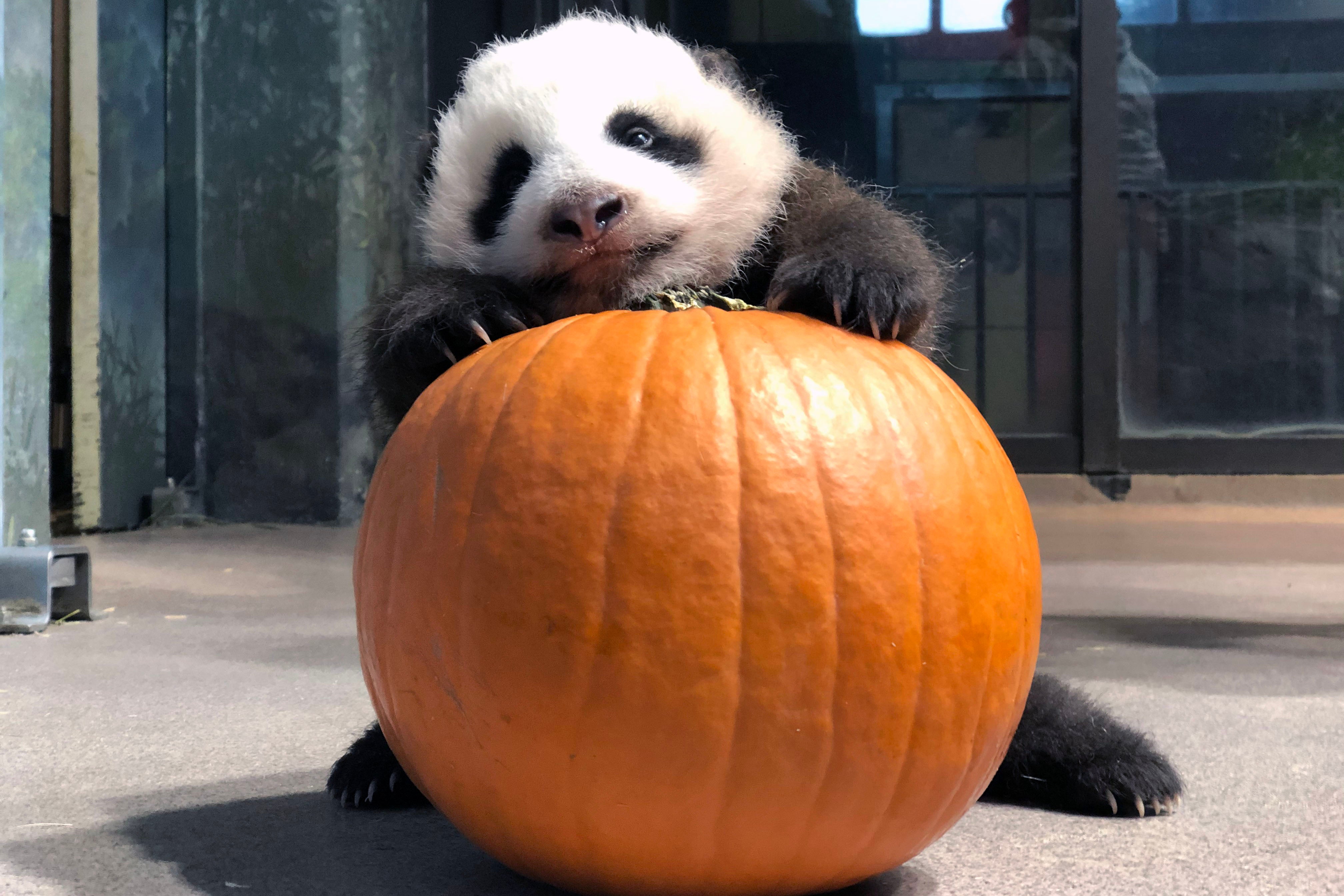 PandaStory: Pumpkins and Snack-O-Lanterns | Smithsonian's National Zoo