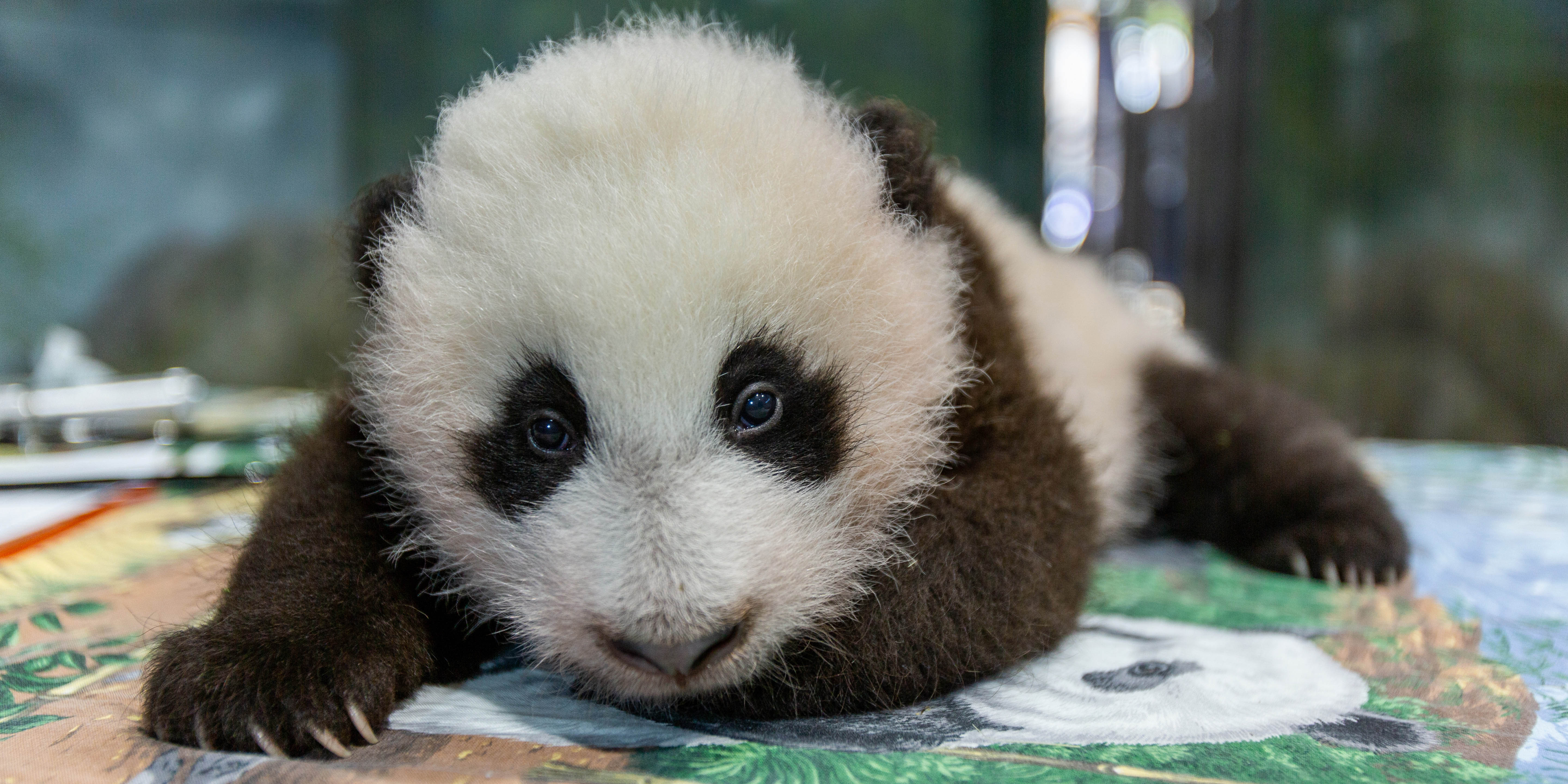 Vote to Name the Giant Panda Cub  Smithsonian's National Zoo