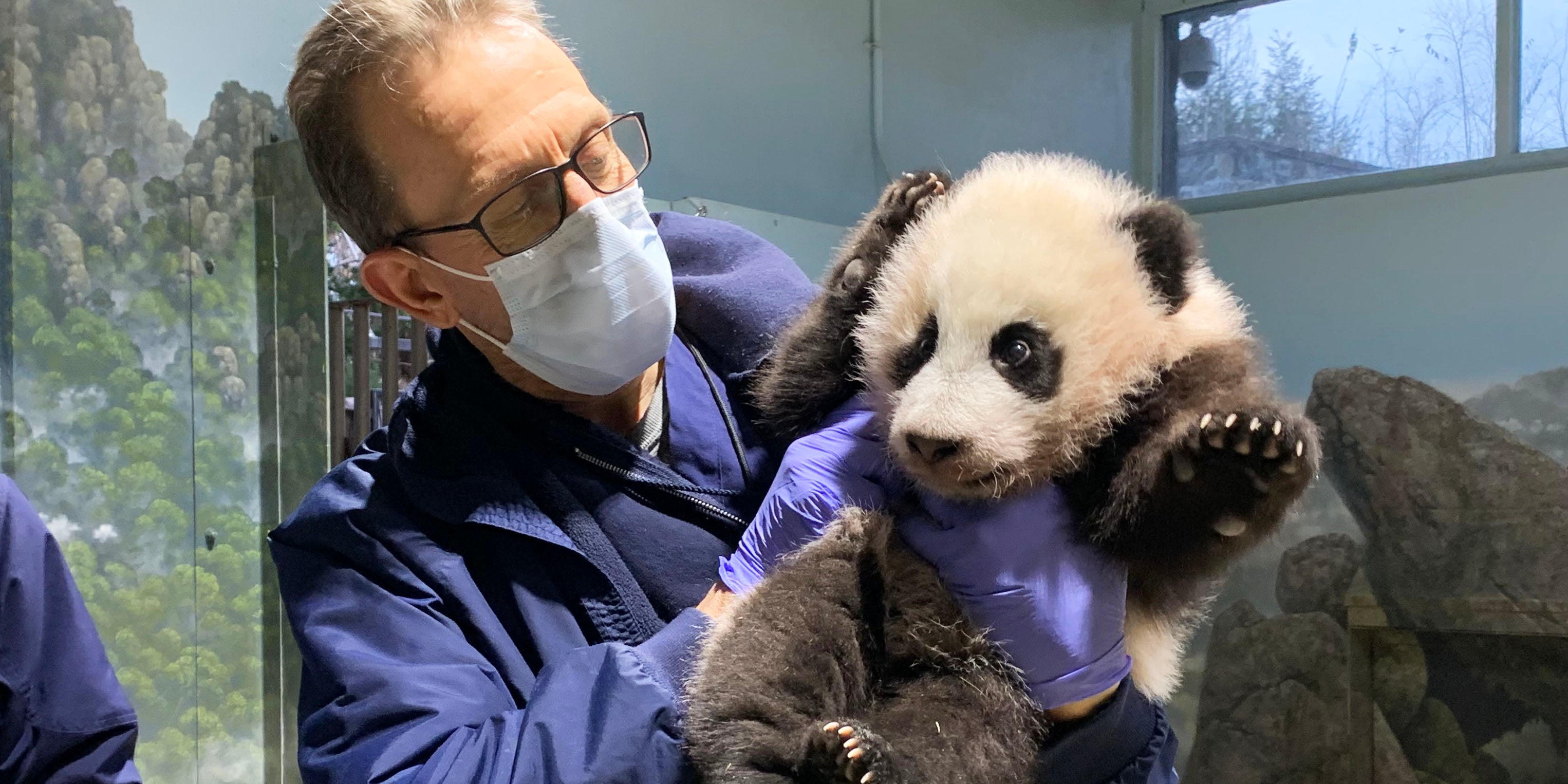 Dec. 9 | Chief veterinarian Dr. Don Neiffer examines 3.5-month-old giant panda cub Xiao Qi Ji.