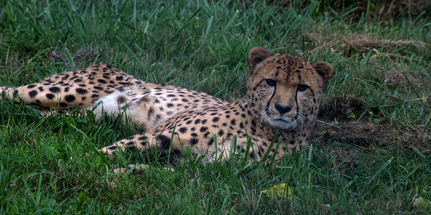 10-year-old Cheetah, Nick lays on his side in the grass.
