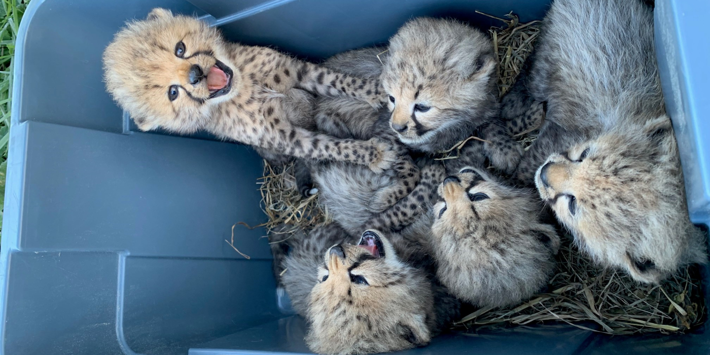 CheetahCubdate 7: Weekend Adventures and Another New Den | Smithsonian's  National Zoo