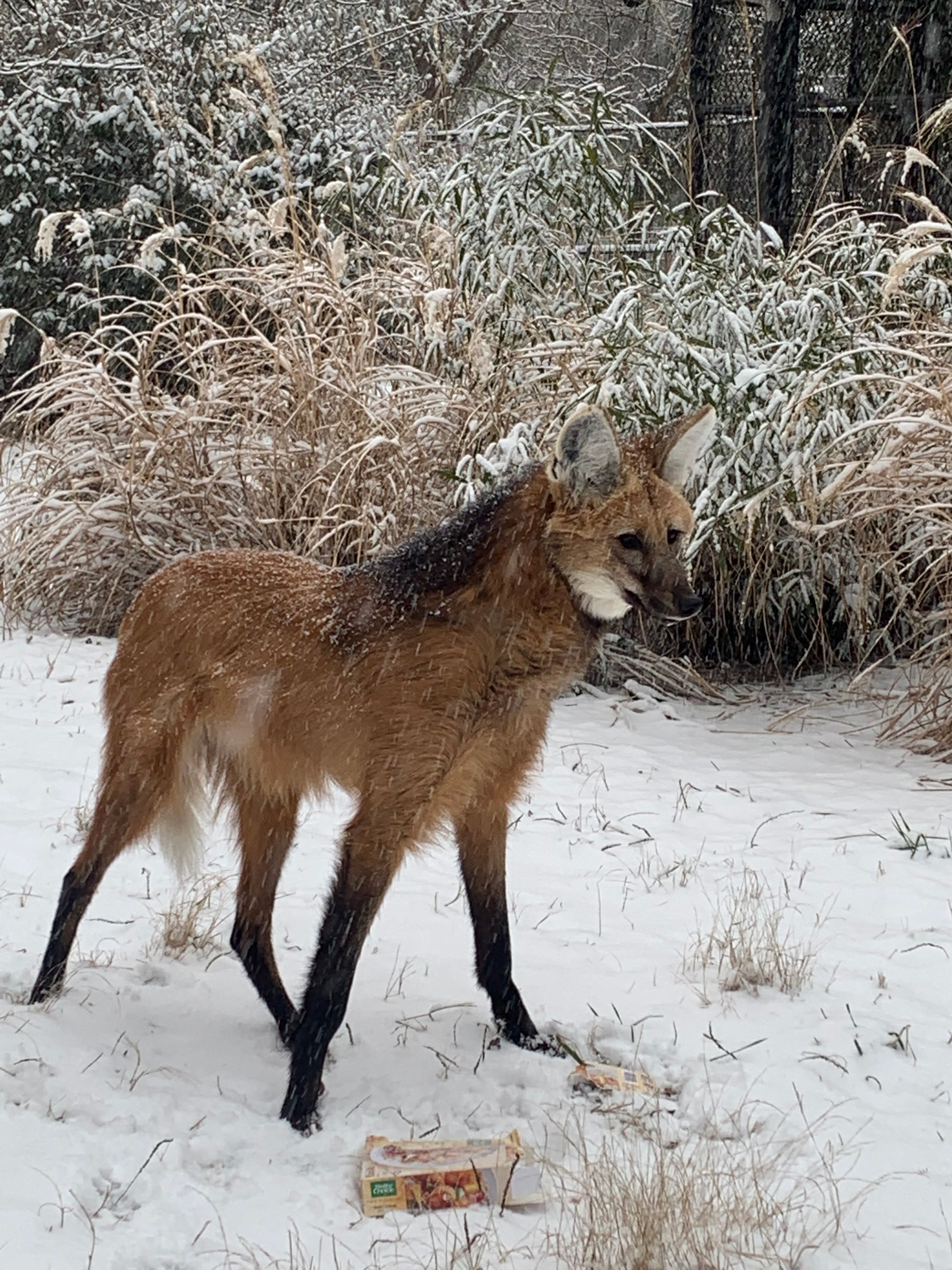 A maned wolf standing in the snow