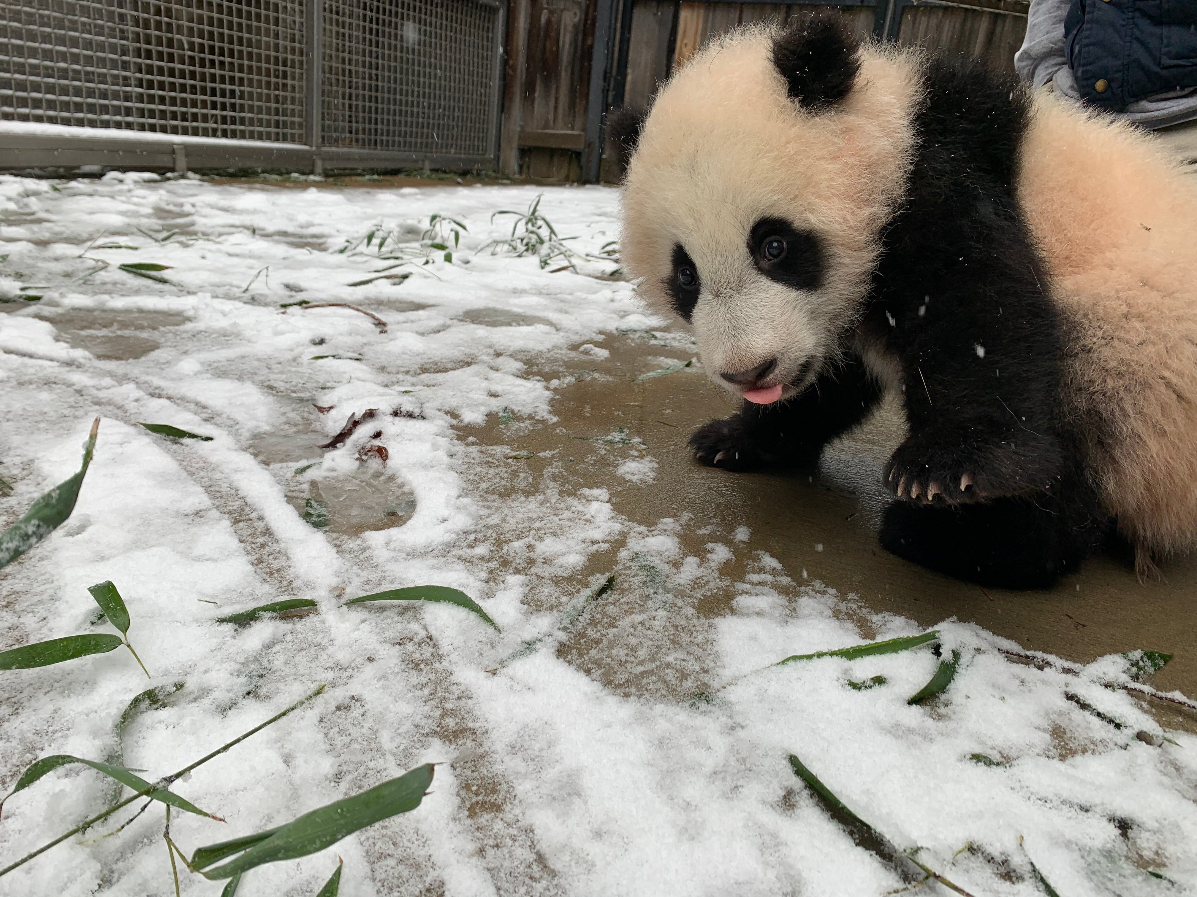 A giant panda cub stands in an area covered in a light dusting of snow and some scattered bamboo leaves.