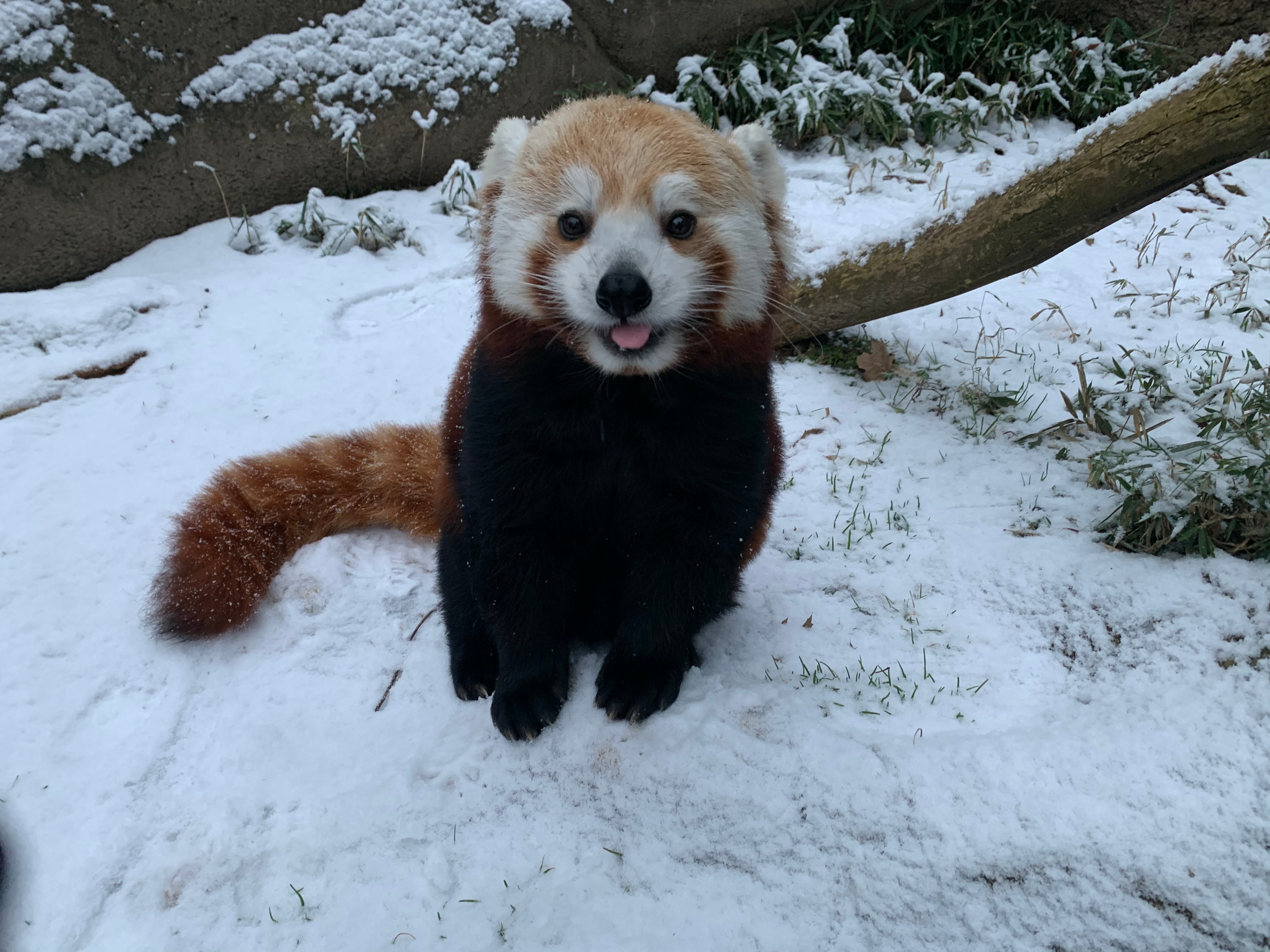 A red panda stands in a snowy outdoor yard