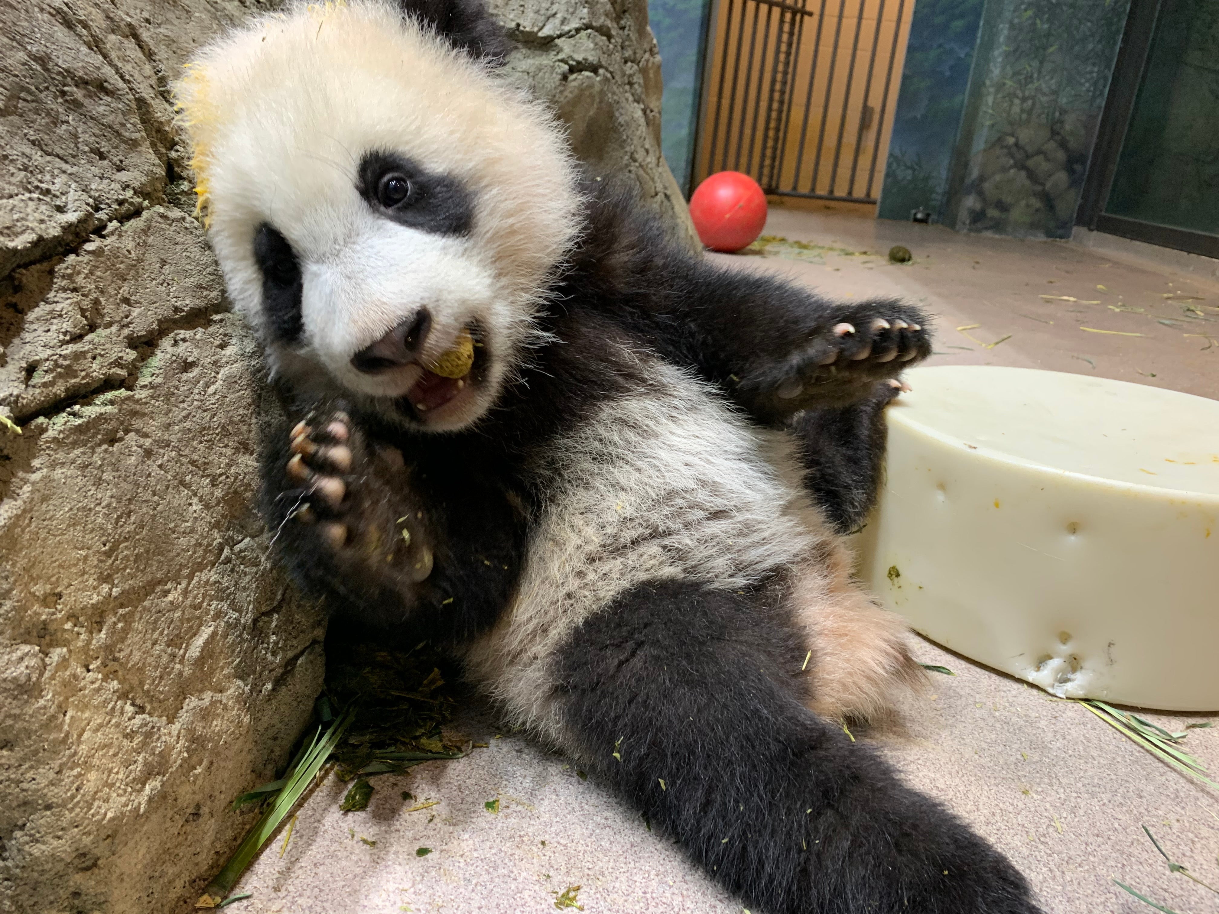 Five-month-old giant panda cub Xiao Qi Ji leans against rockwork in his habitat with one paw up on a cylindrical-shaped enrichment toy and nibbles on his first biscuit.