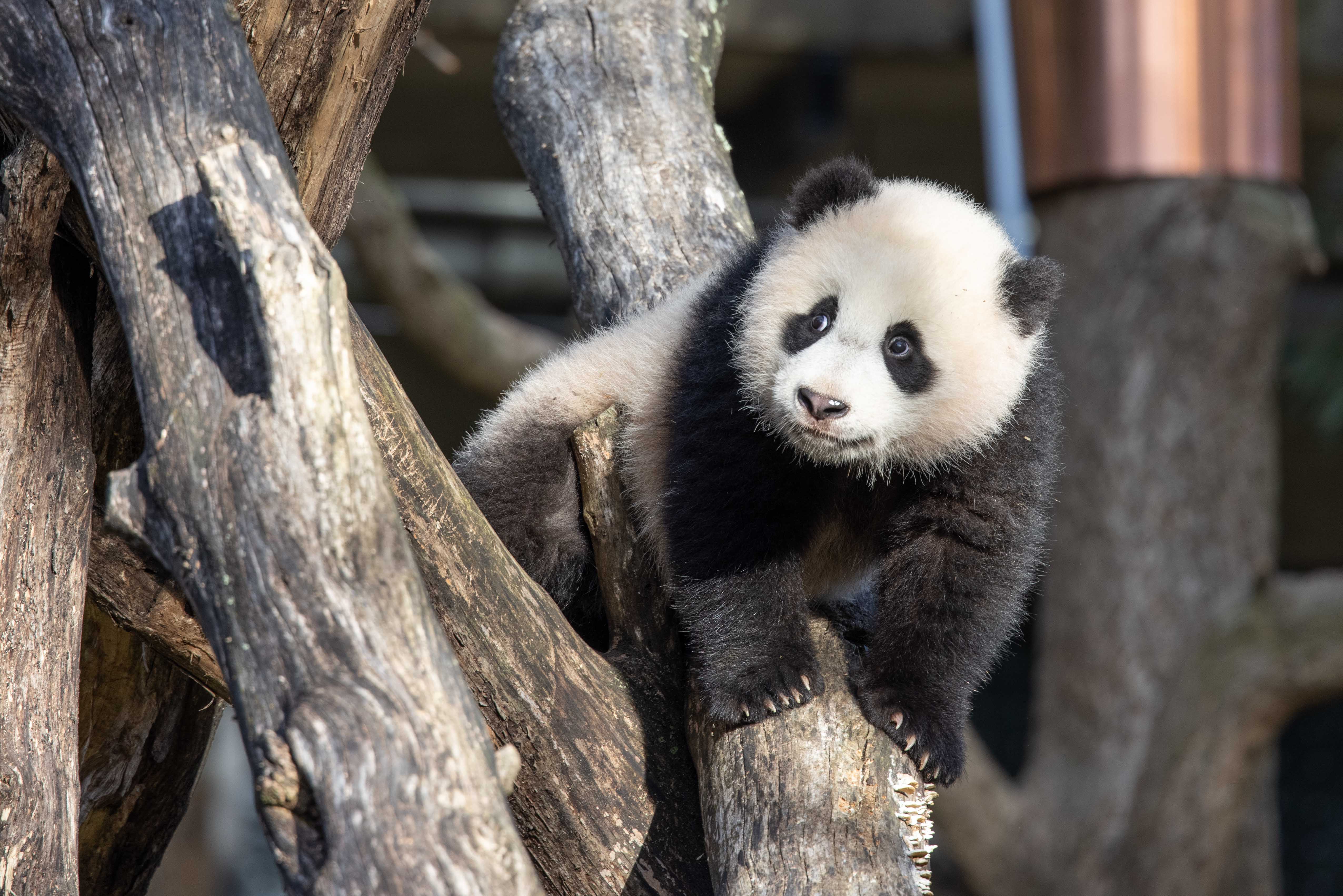 Latest Panda News Smithsonian's National Zoo