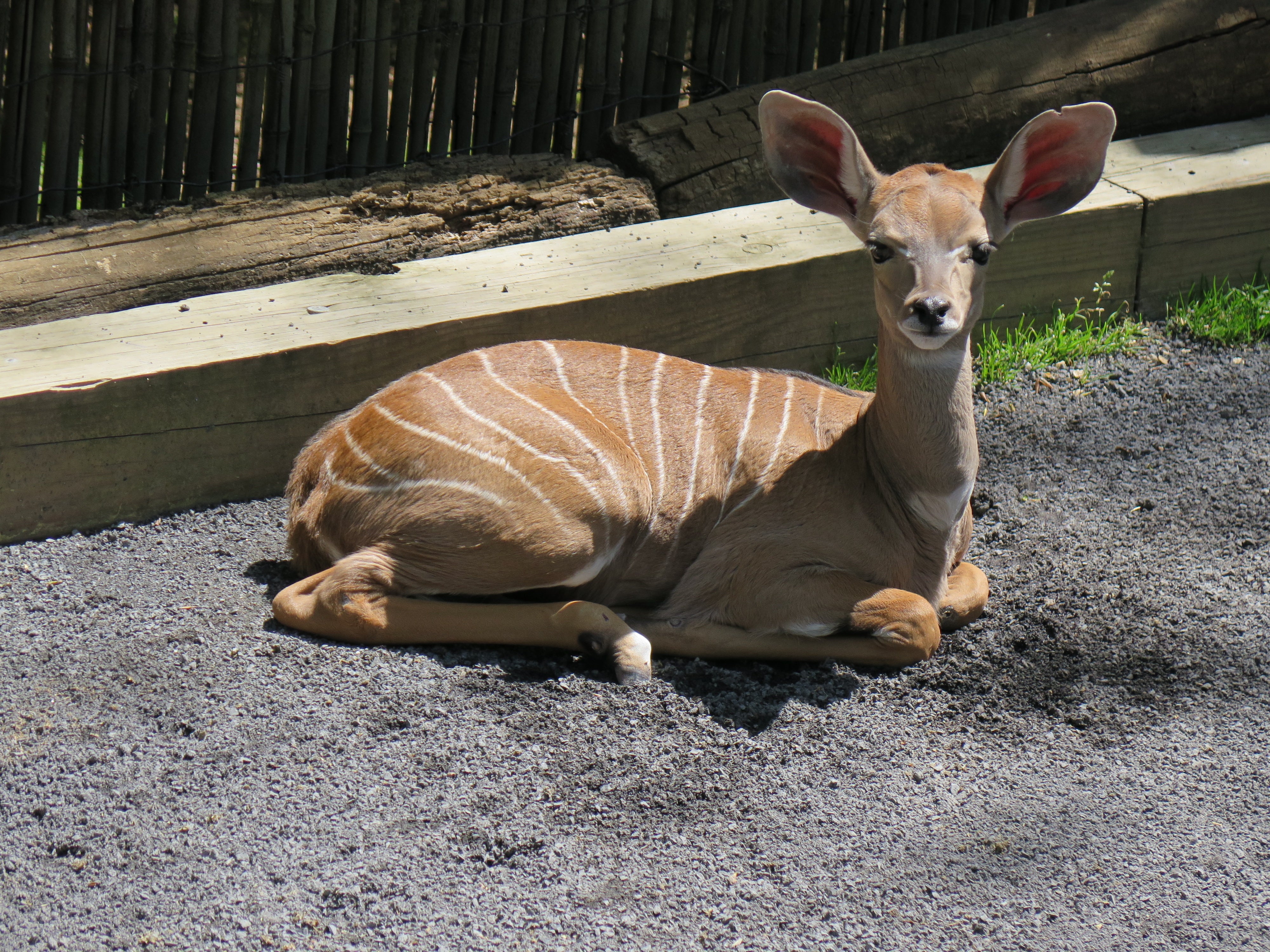 Male Lesser Kudu Born at Smithsonian's National Zoo | Smithsonian's  National Zoo