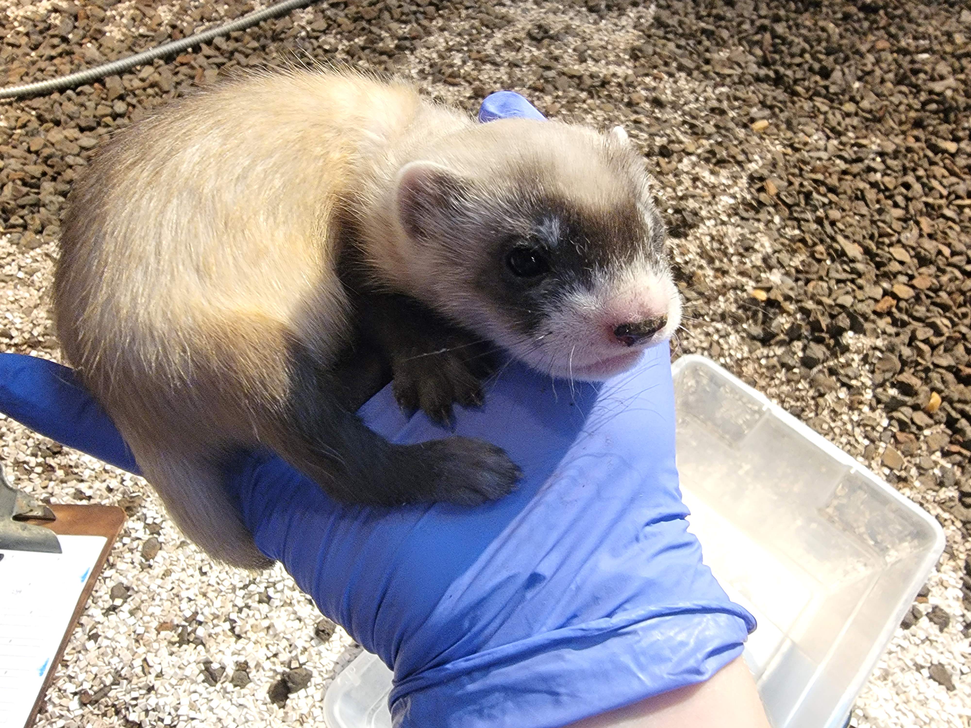 3 month hot sale old ferret