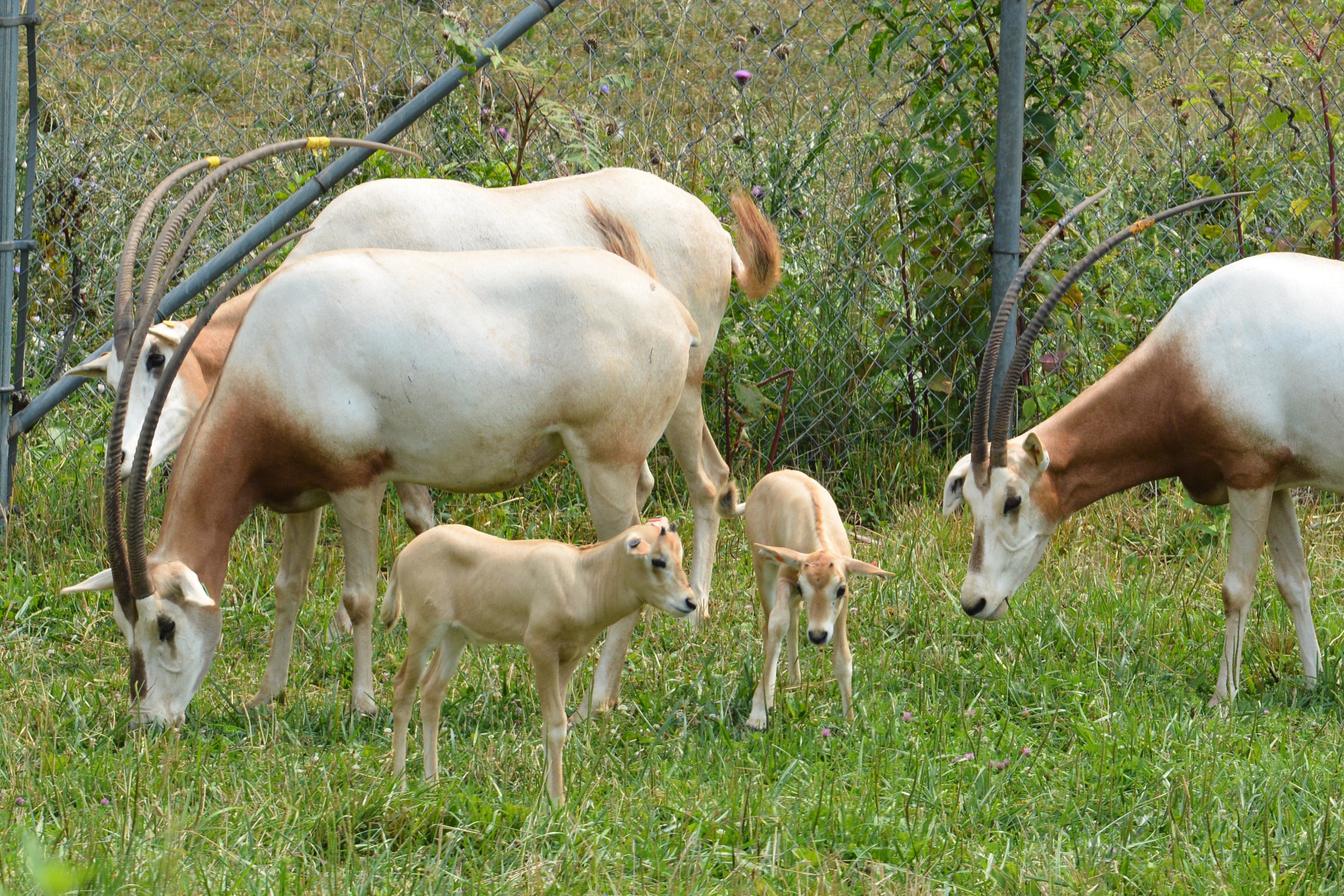Two scimitar-horned oryx calves in a pasture with adult oryx. 
