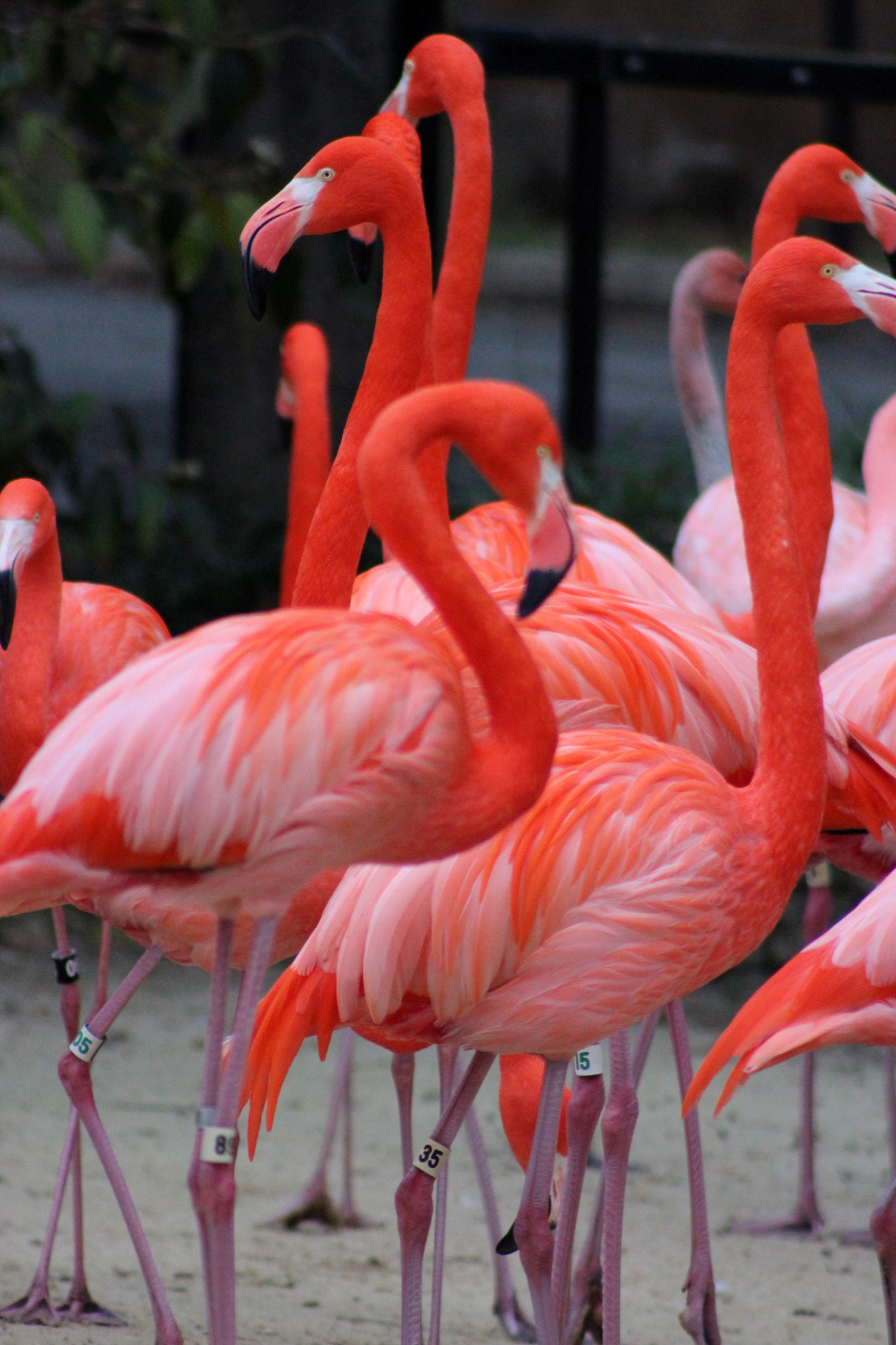 American flamingo Betty stands with her flock at the Bird House. 