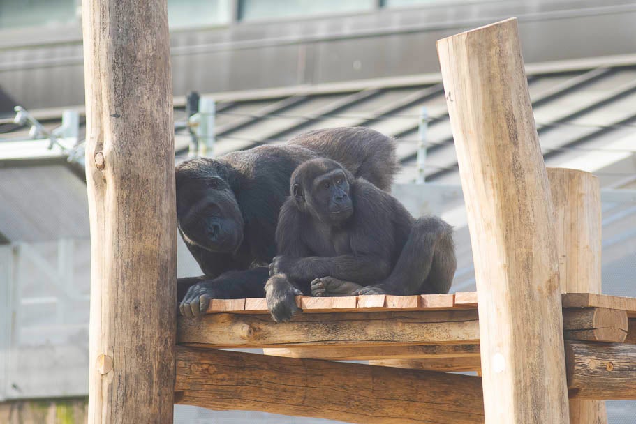 Gorillas Calaya and Moke rest atop the climbing structure in their outdoor habitat. Calaya is looking at the viewer, and Moke is looking off in the distance to the viewer's right. 