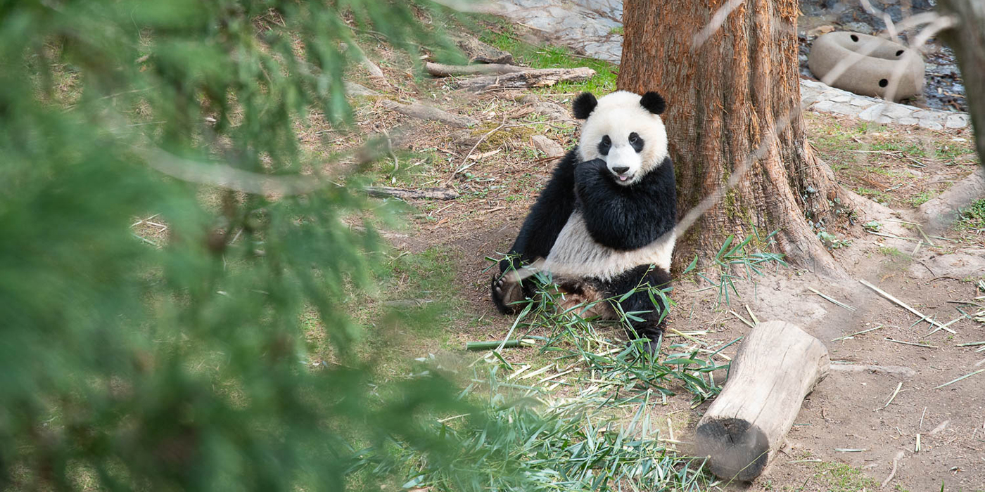 Realistic panda drawing sketch hanging on the tree, Try it now.