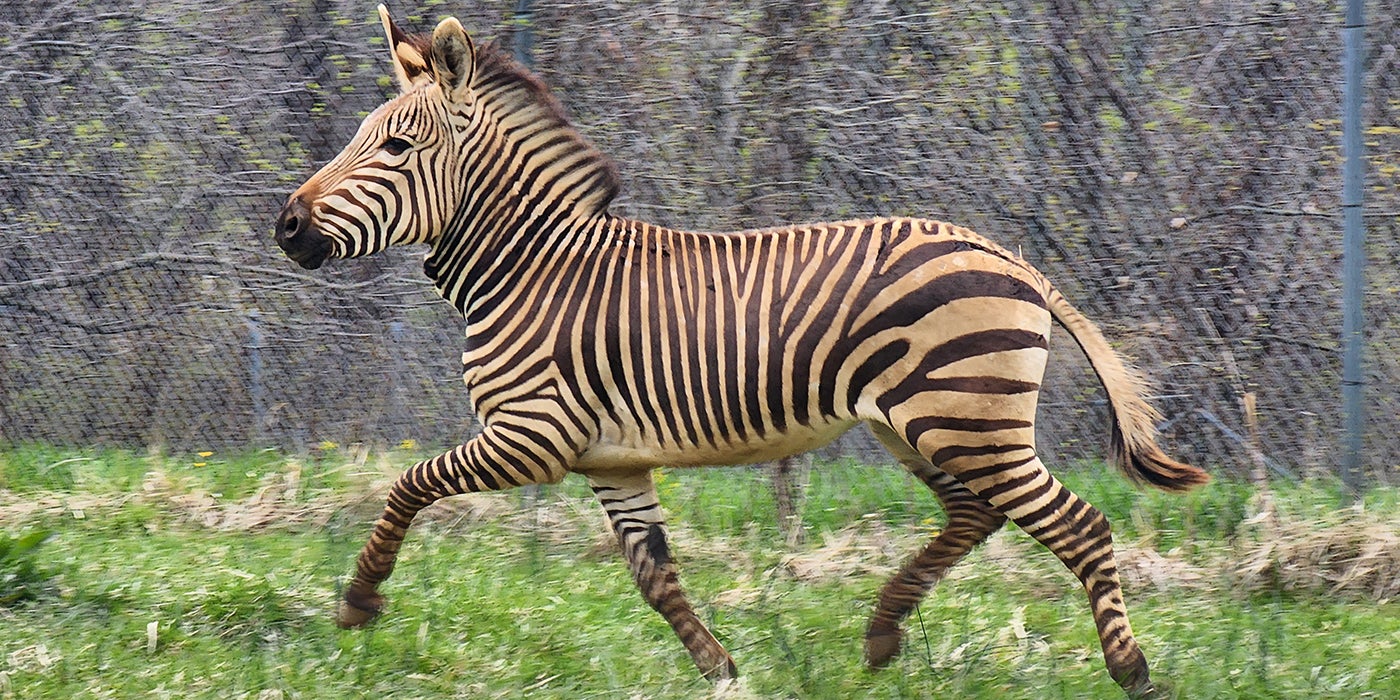 Like Father, Like Son: A Hartmann's Mountain Zebra Update | Smithsonian's  National Zoo