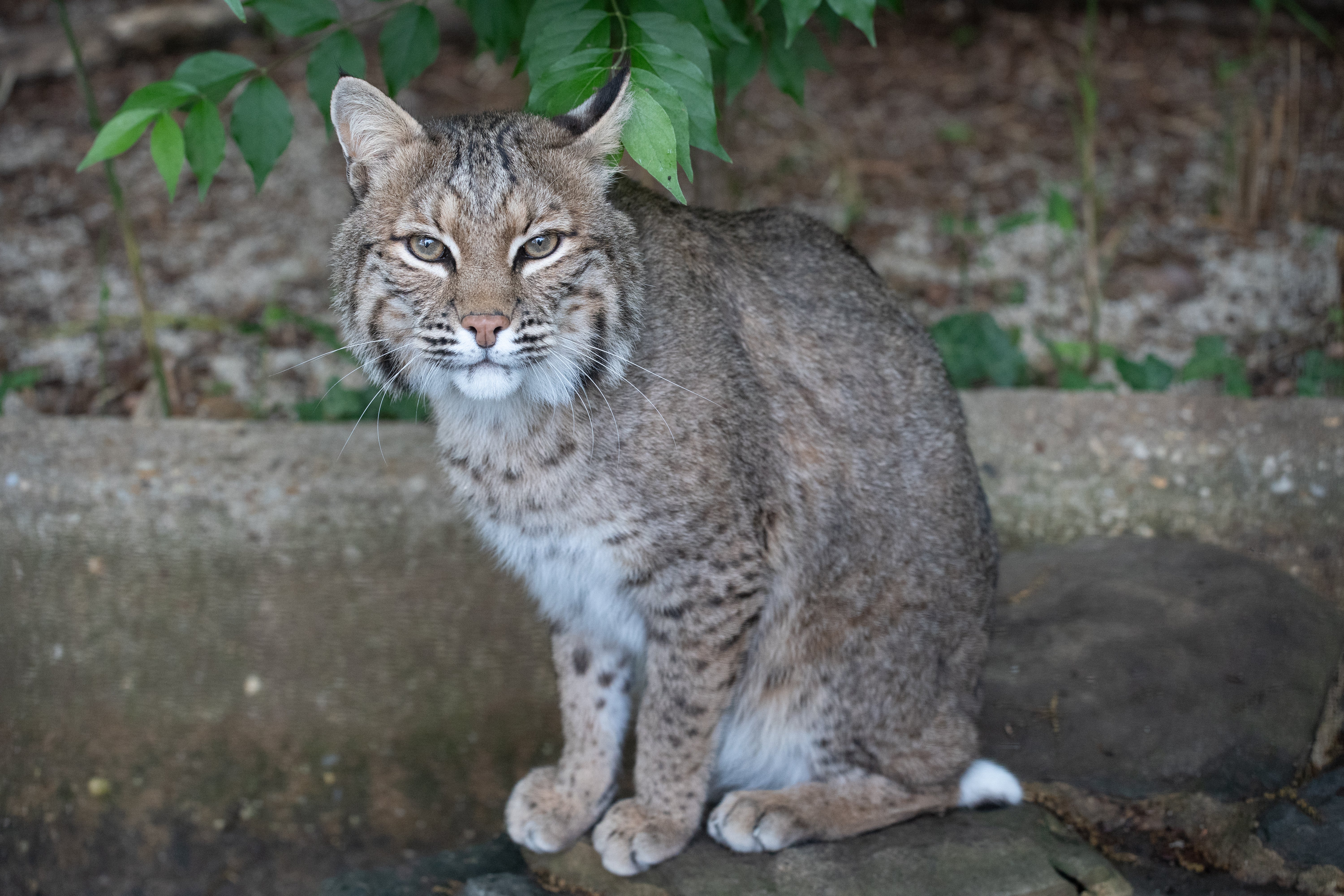 A bobcat sits on a rock in its yard. There are leaves and a short stone wall behind it.