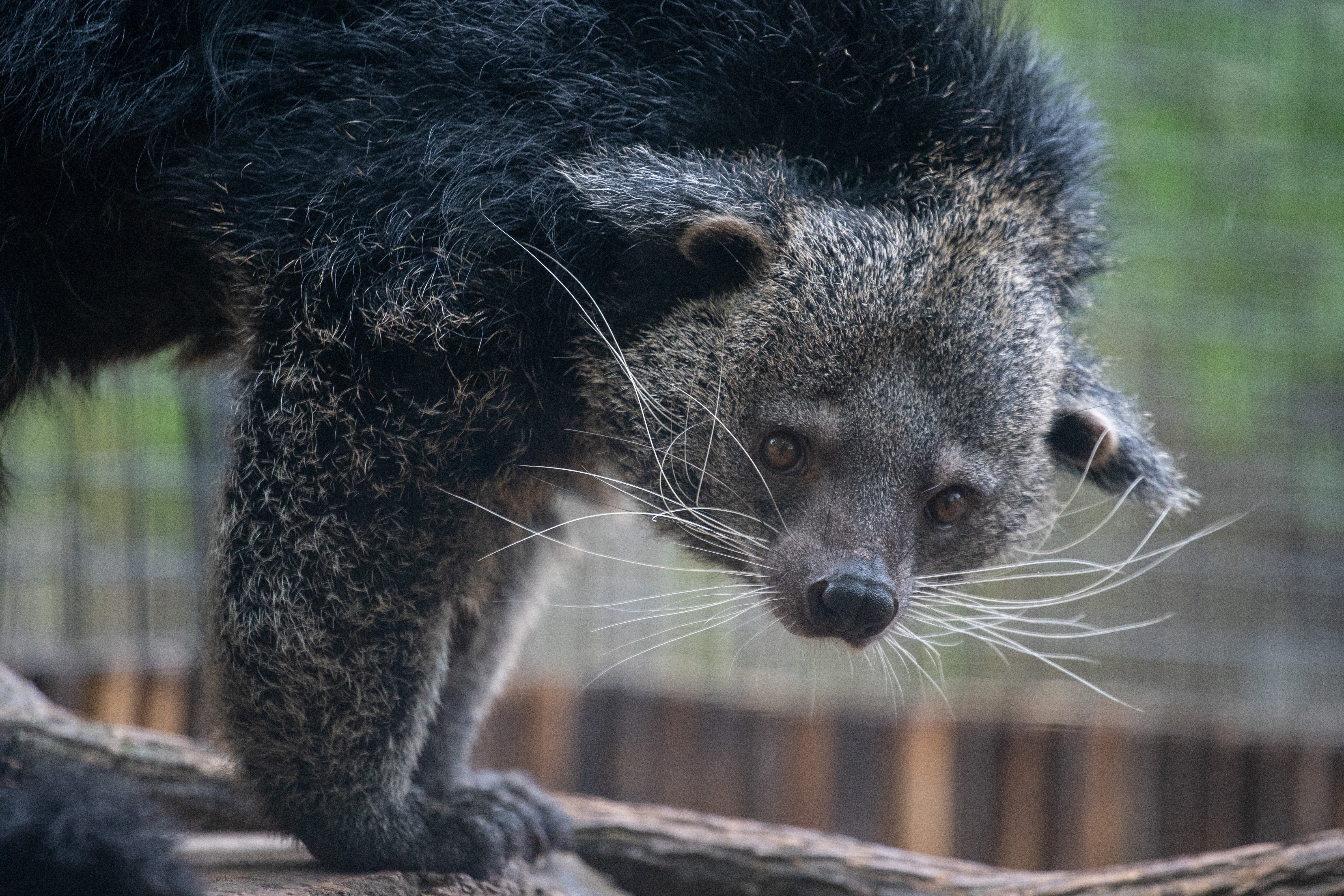A binturong stands on the left side of the image. It's head is facing downward and toward the camera. Only it's two front paws are pictured, and a small piece of its tail appears in the bottom left corner. 