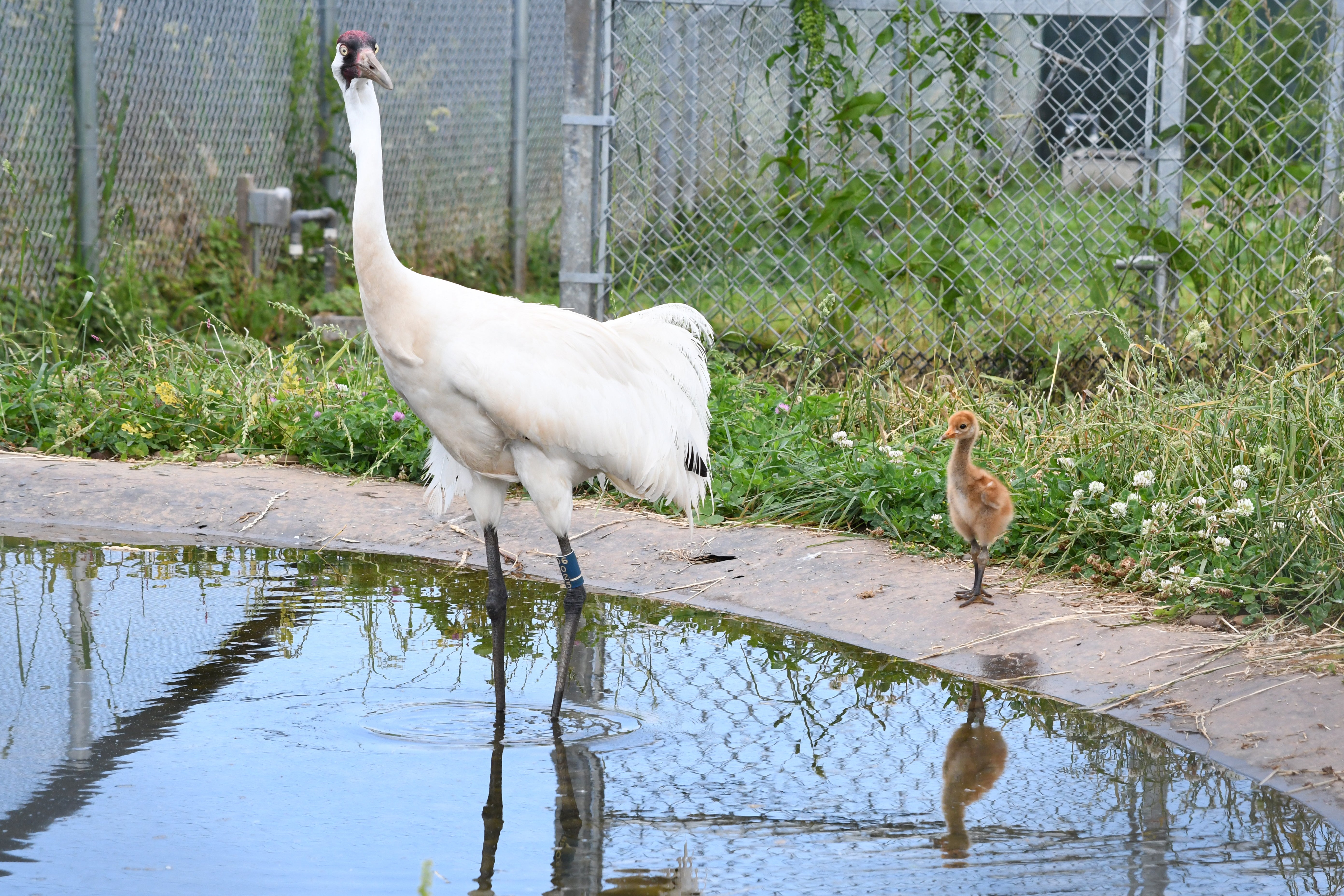 A whooping crane chick stands next to an adult on the edge of a pool. 