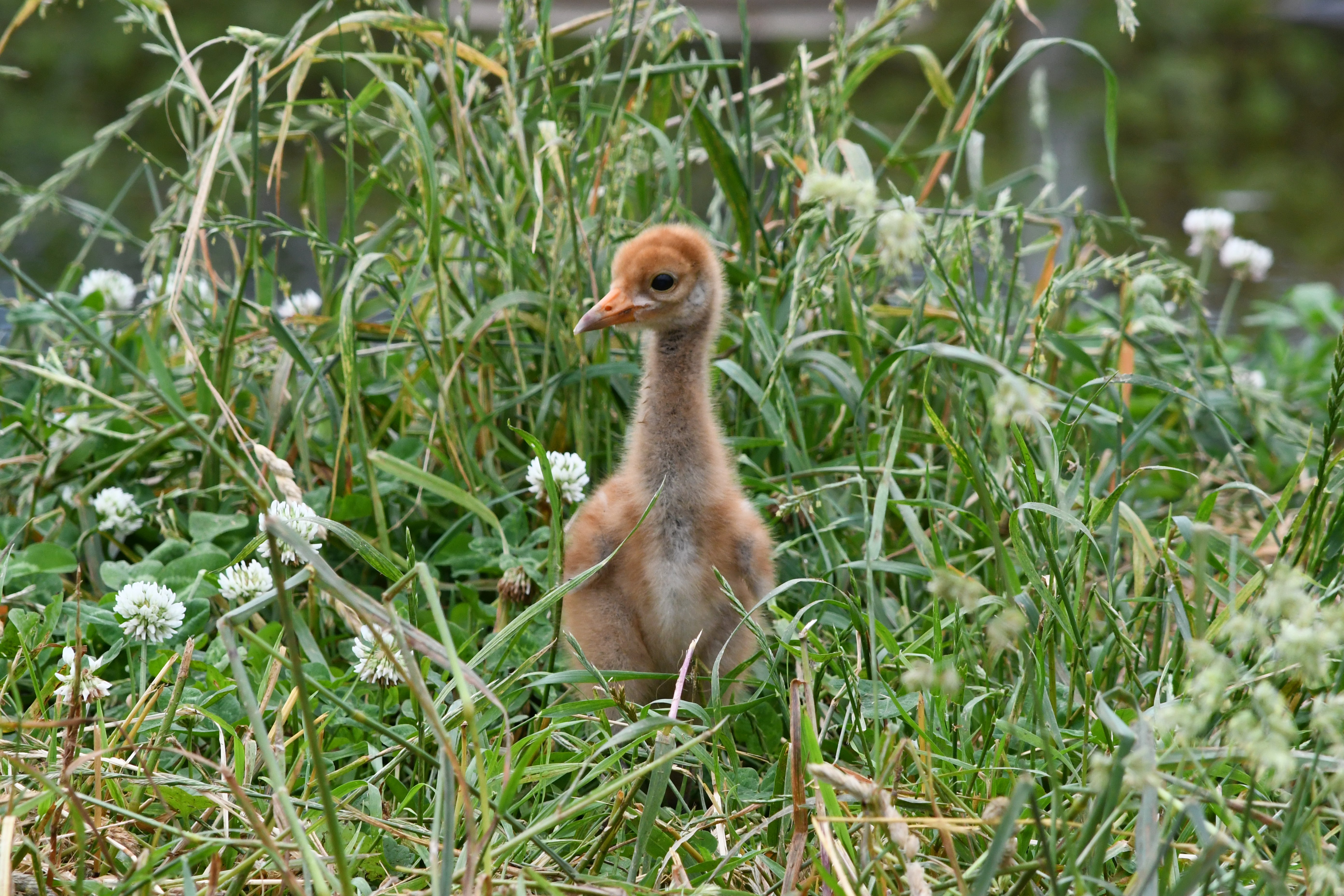 A whooping crane chick standing in the grass. 