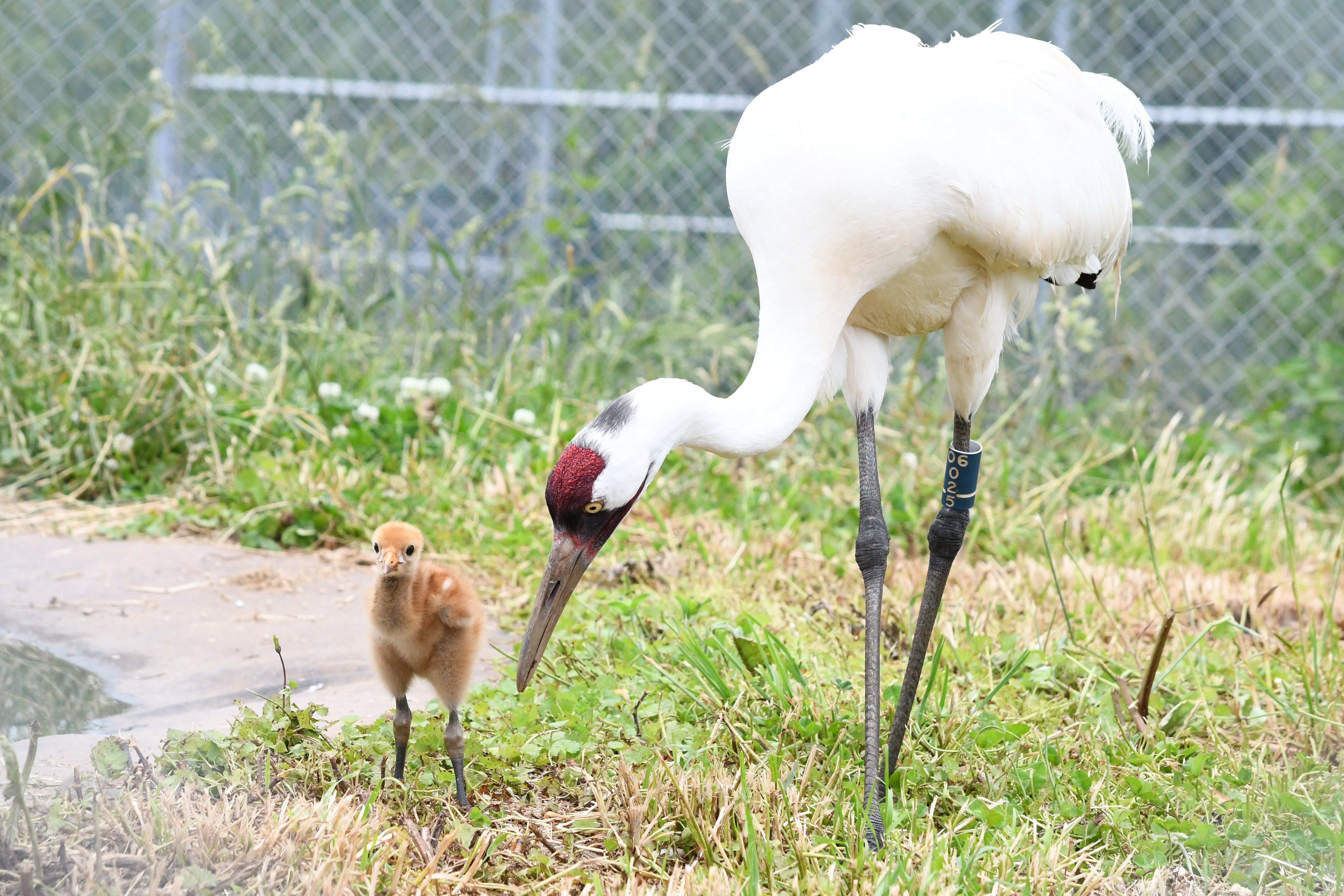 A whooping crane chick stands next to its surrogate parent. 