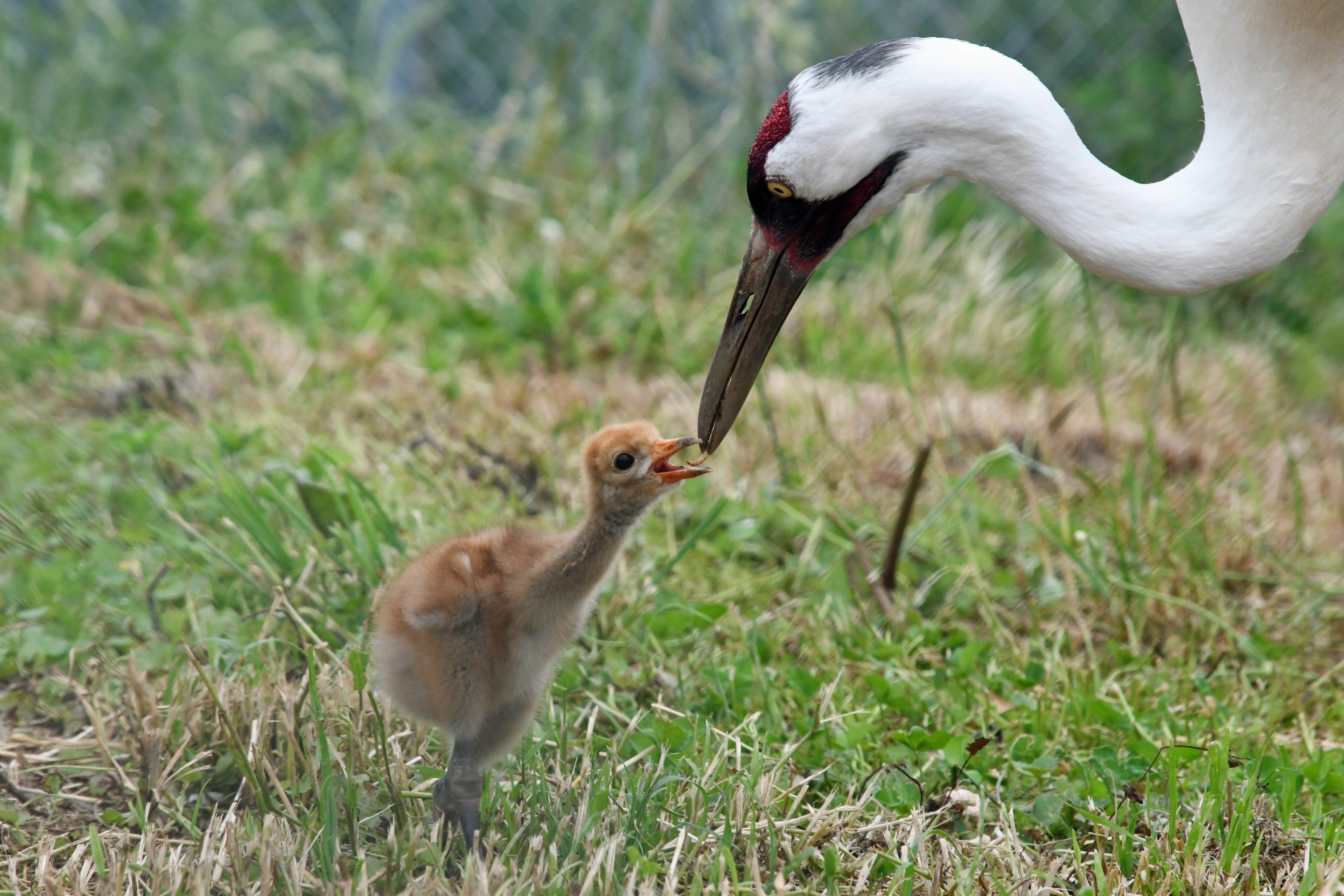A whooping crane chick receives a mealworm from its mother.
