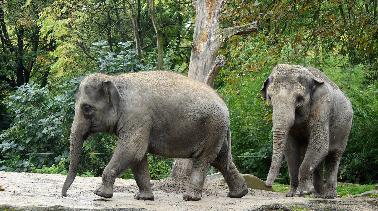 Two Female Asian Elephants Welcomed to Smithsonian's ...