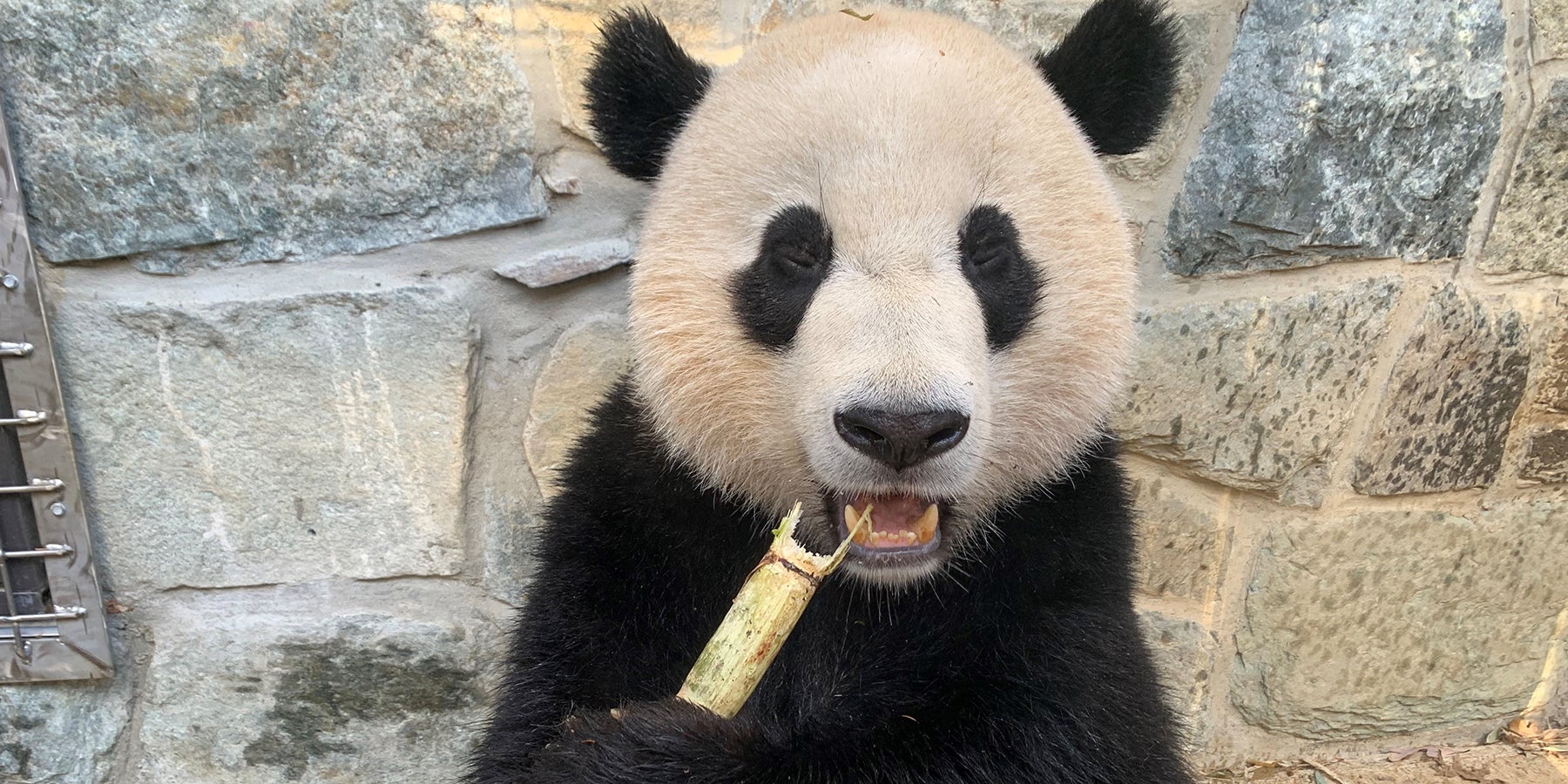 PandaStory: Xiao Qi Ji Explores His New Habitat | Smithsonian's National Zoo