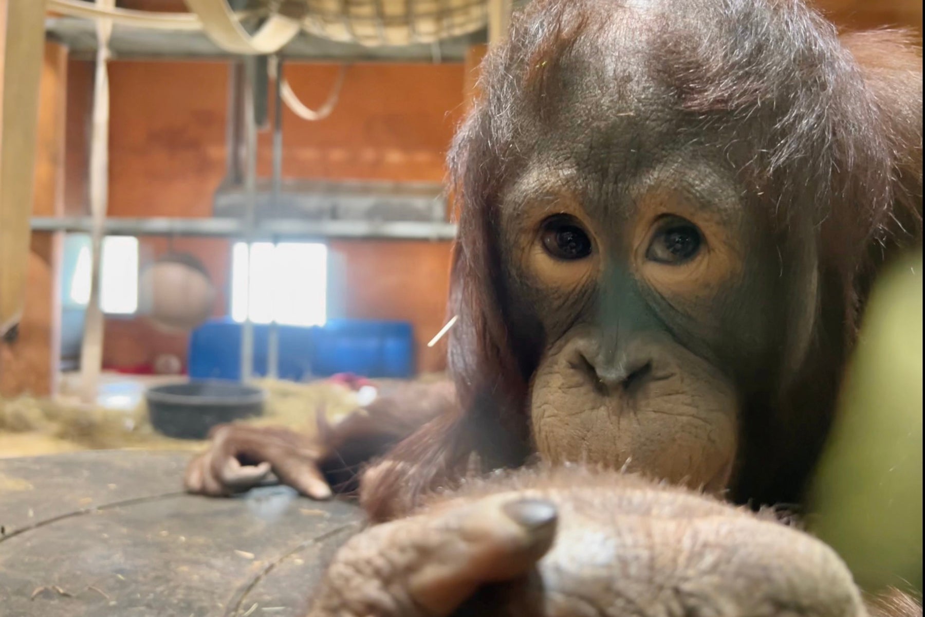 Bornean orangutan Redd in the Think Tank habitat.