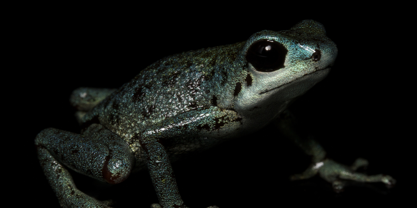 Blue Poison Dart Frog, Brian Gratwicke