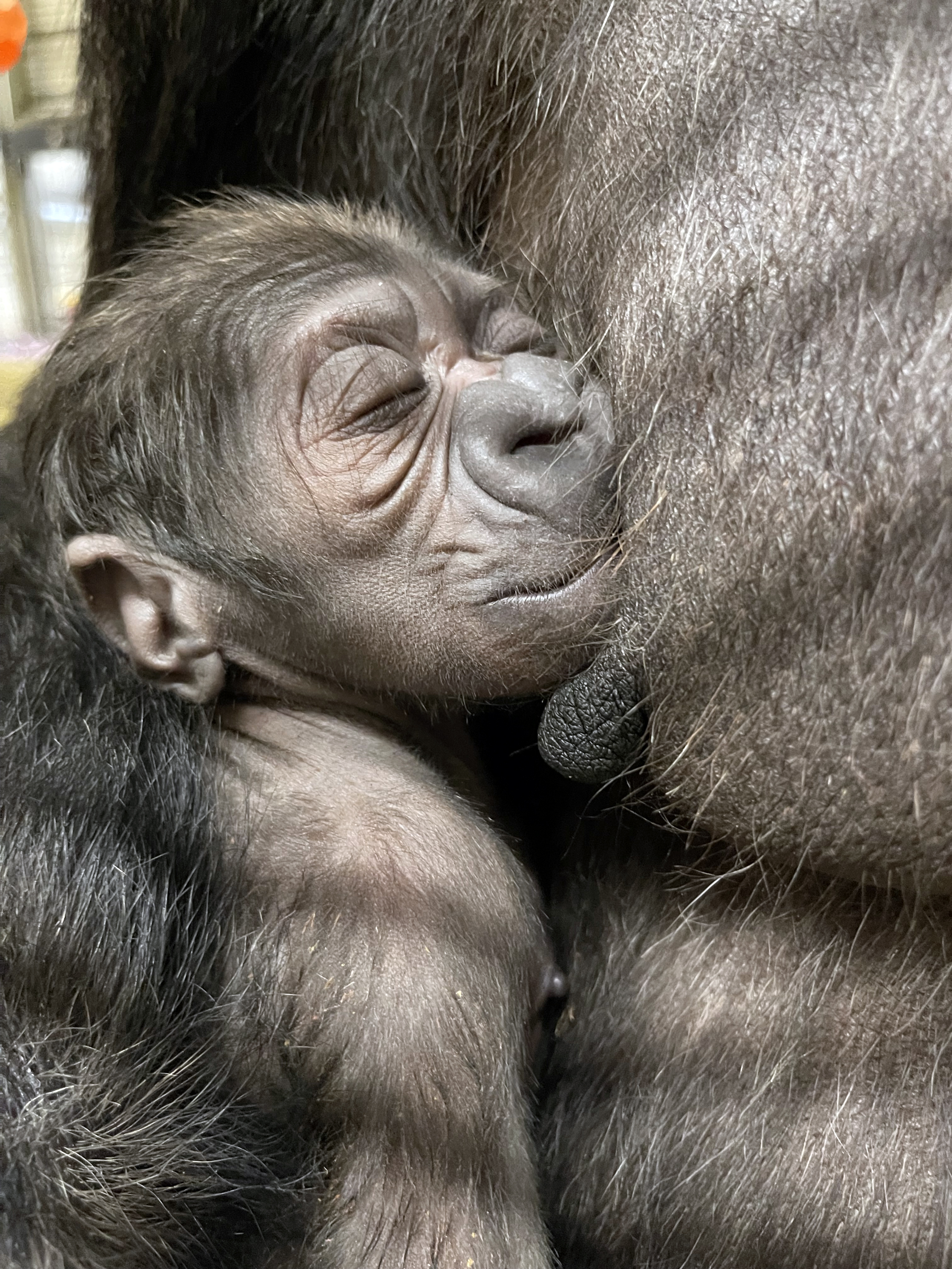 Gorilla And Girl X Video - Western Lowland Gorilla Born at the Smithsonian's National Zoo and  Conservation Biology Institute | Smithsonian's National Zoo
