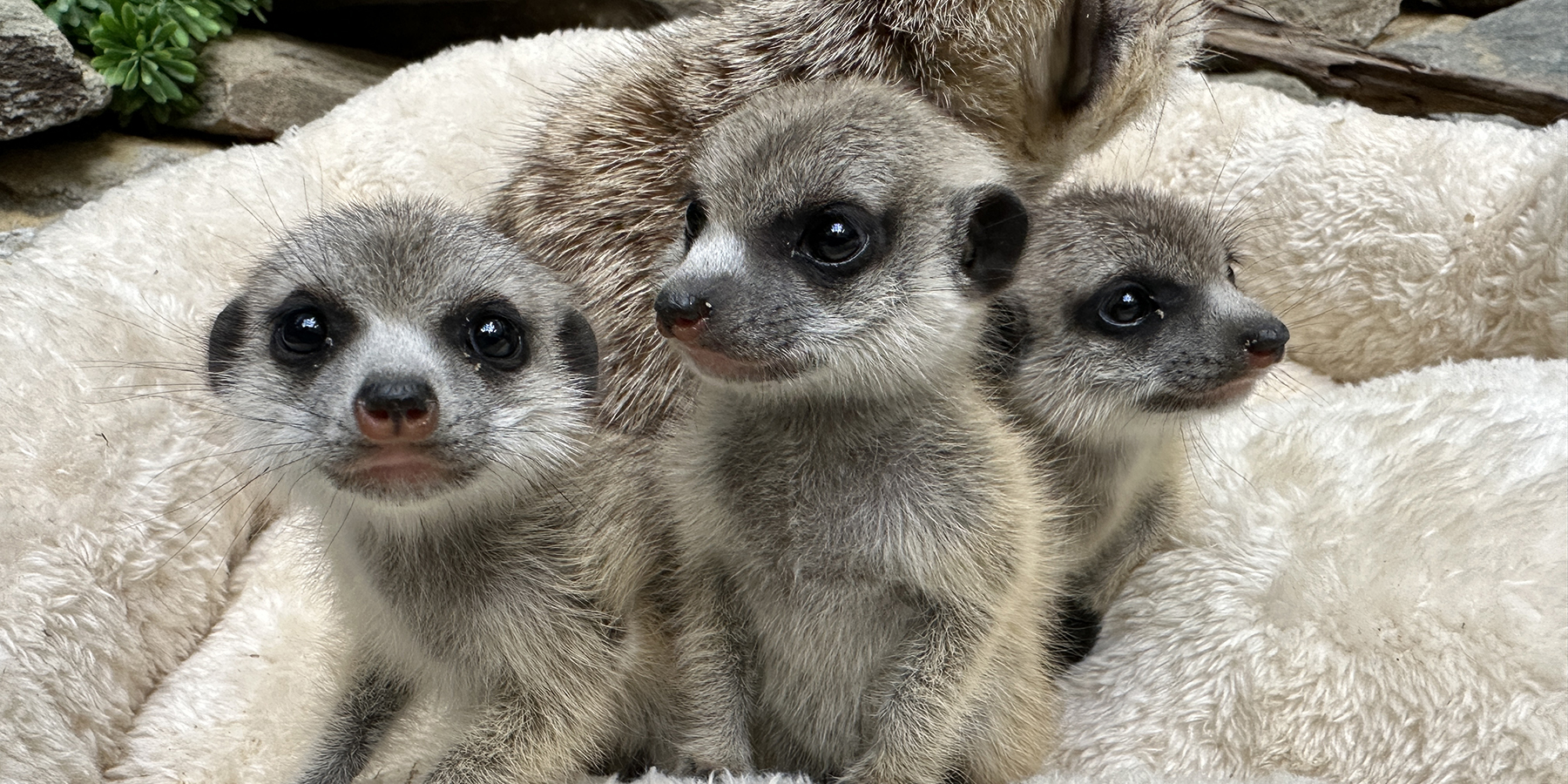 New At The Zoo: Meet Our Meerkat Pups | Smithsonian's National Zoo