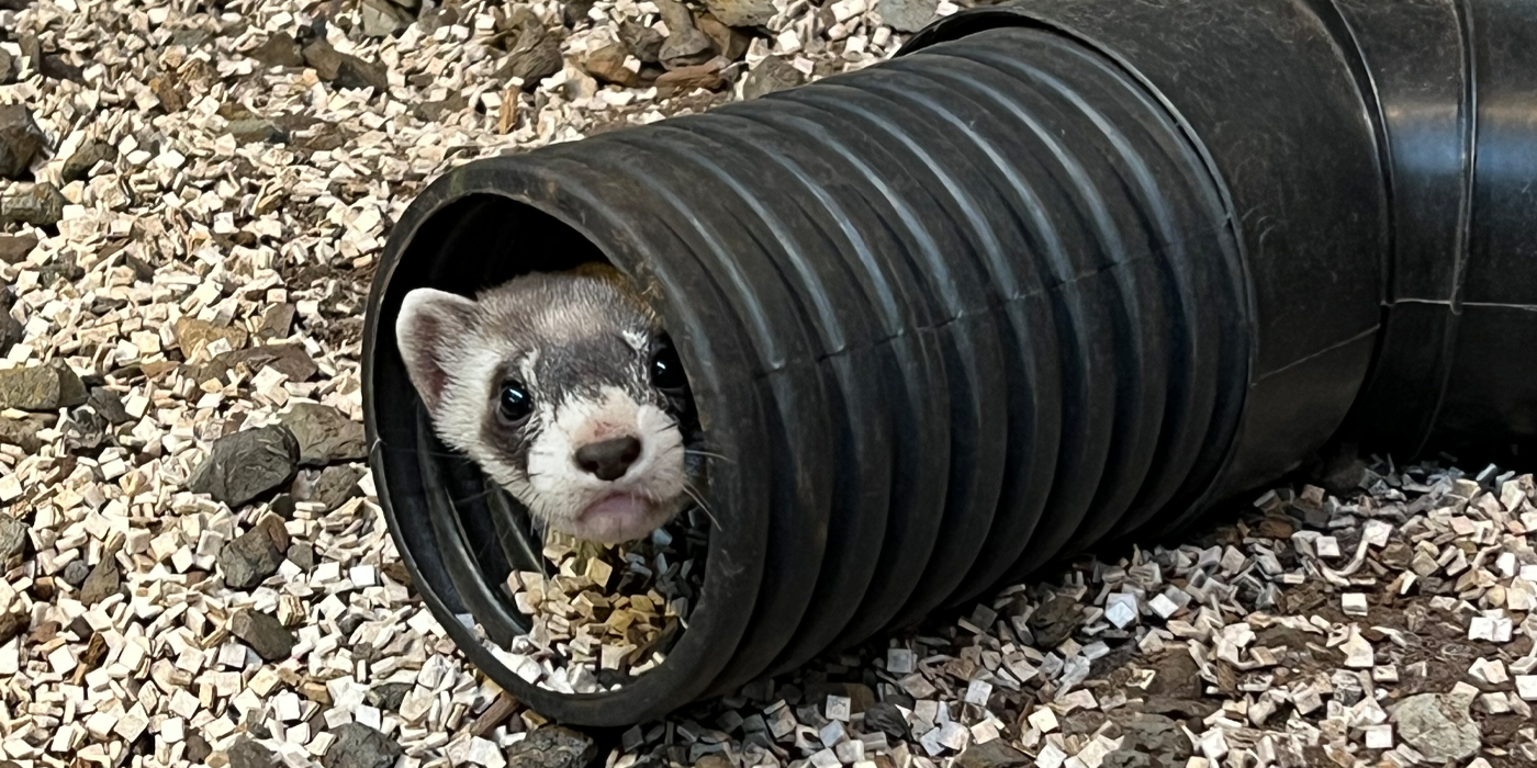 A black-footed ferret kit pokes its head out of some black plastic tubing material.