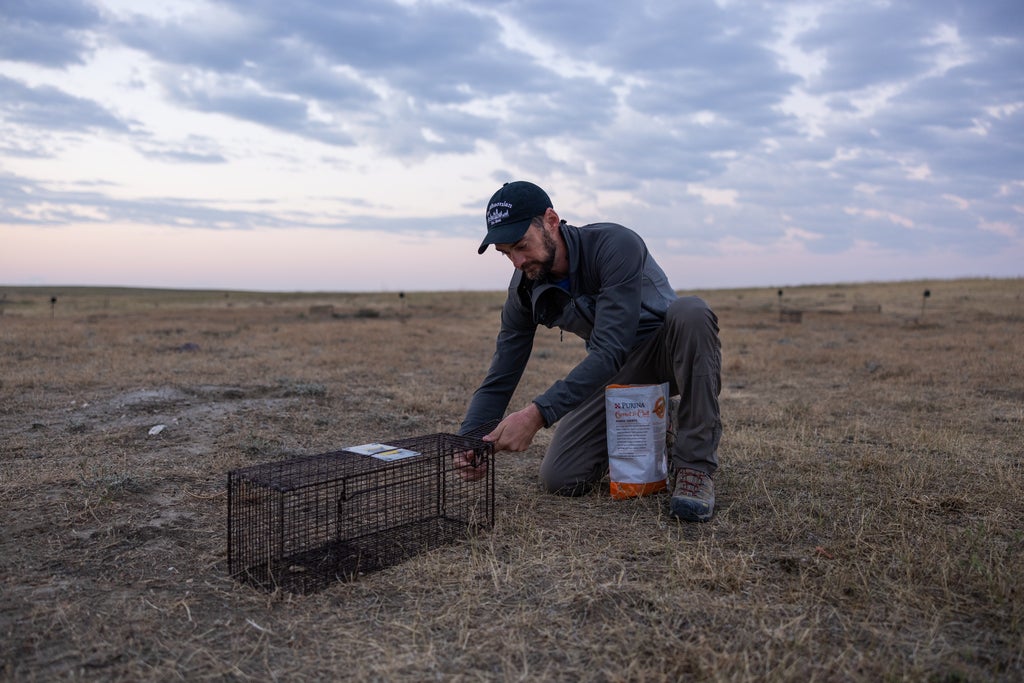 Photo of scientist Jesse Boulerice setting a humane trap for prairie dogs on an open plain.