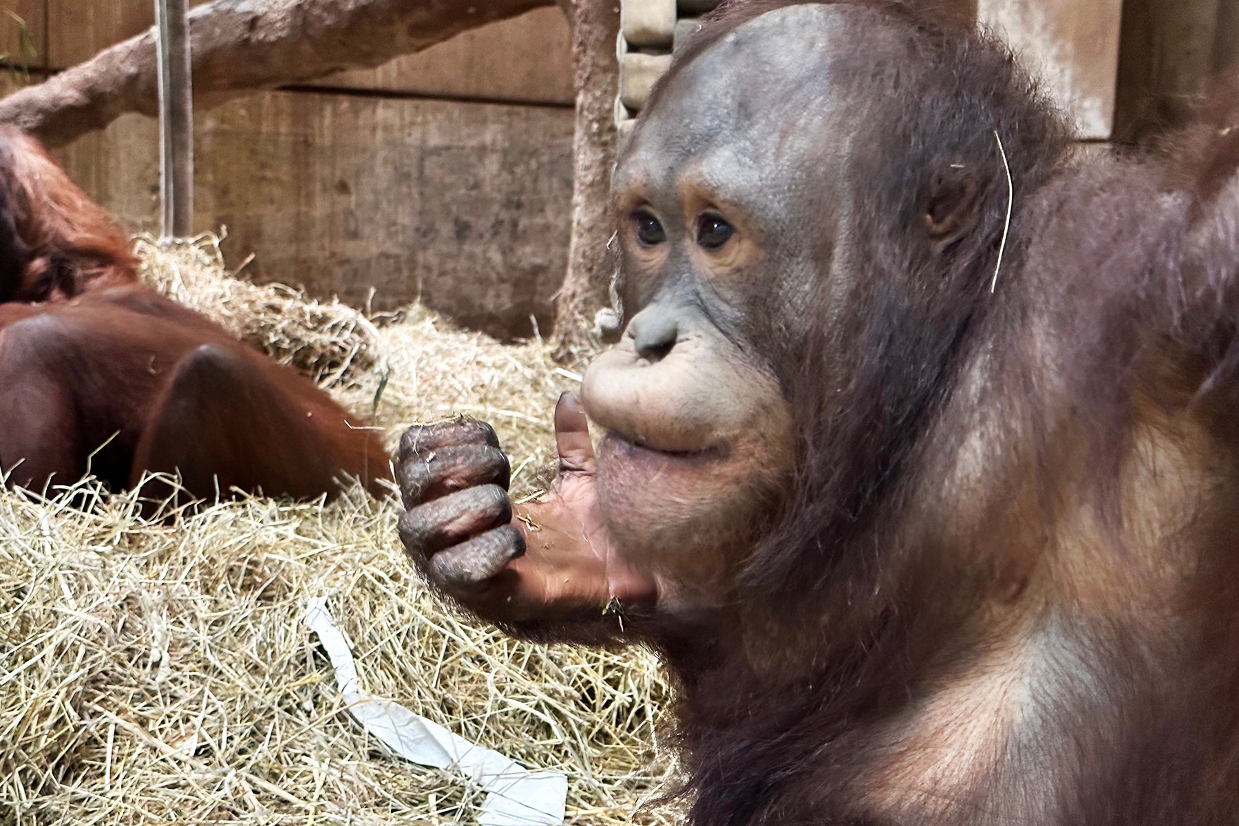 Bornean orangutan Redd at the Great Ape House. 