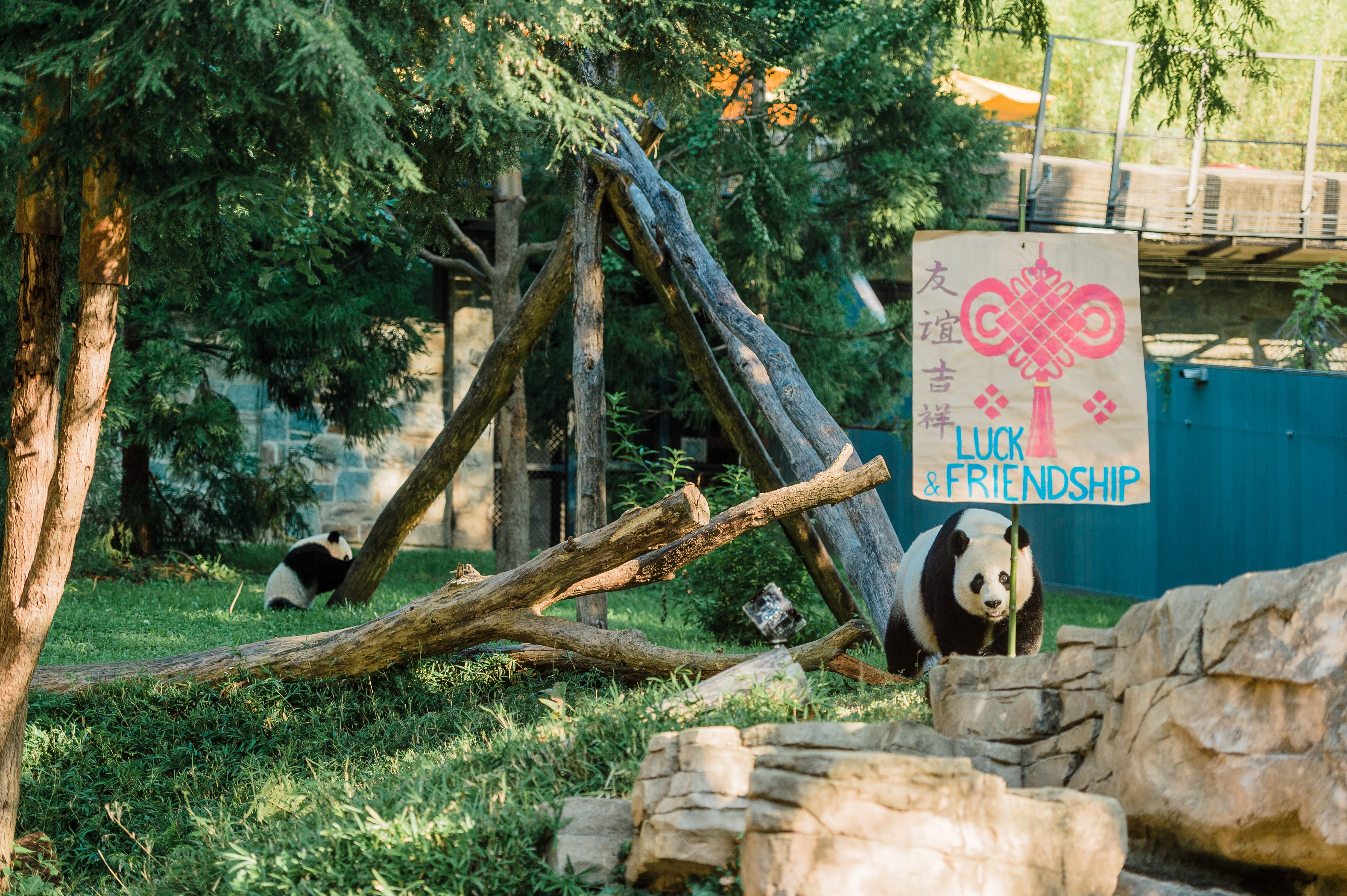 Giant panda Mei Xiang selects the Zhuazhou symbolizing luck and friendship on behalf of Bei Bei