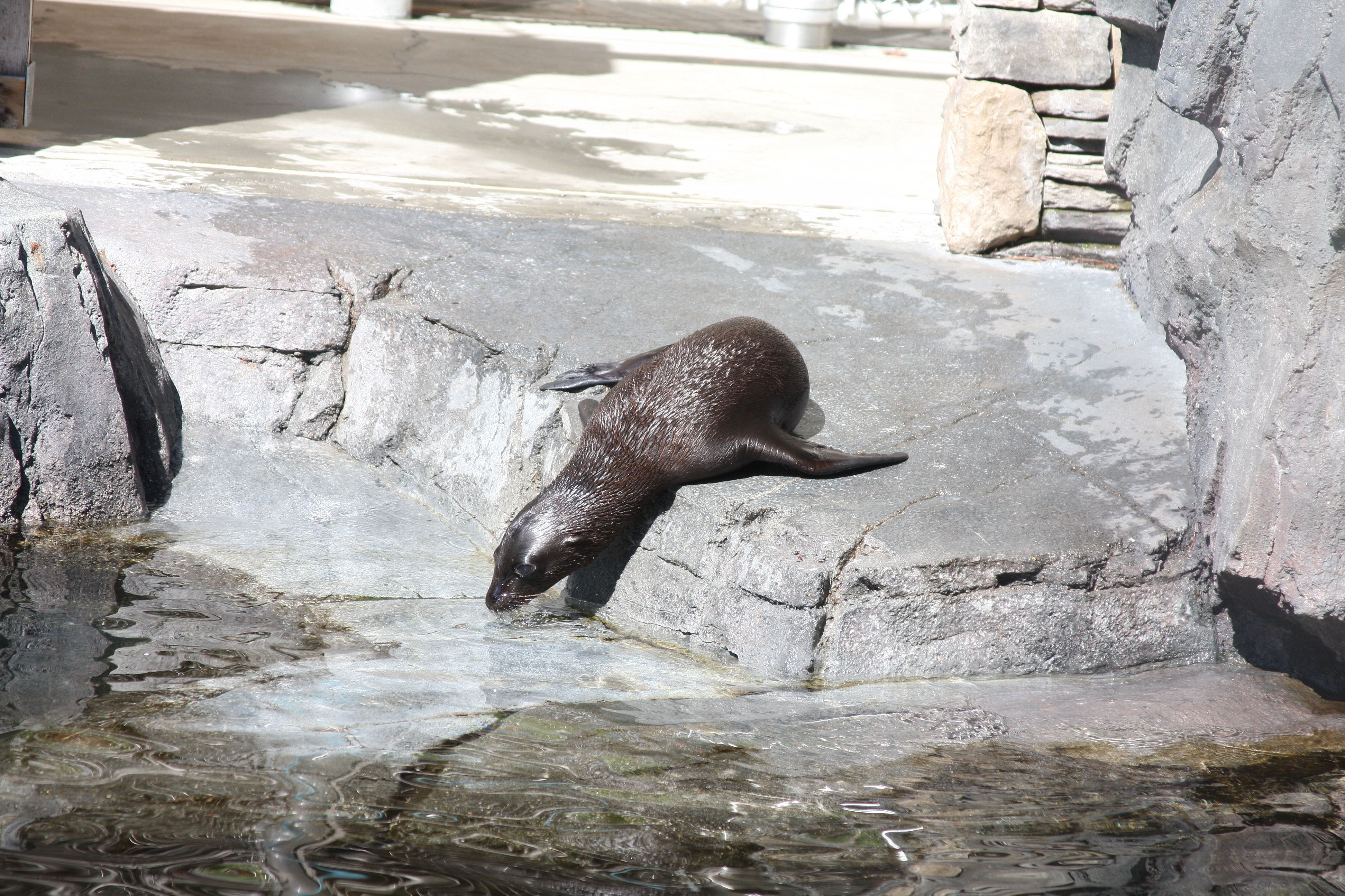 California sea lion  Smithsonian's National Zoo