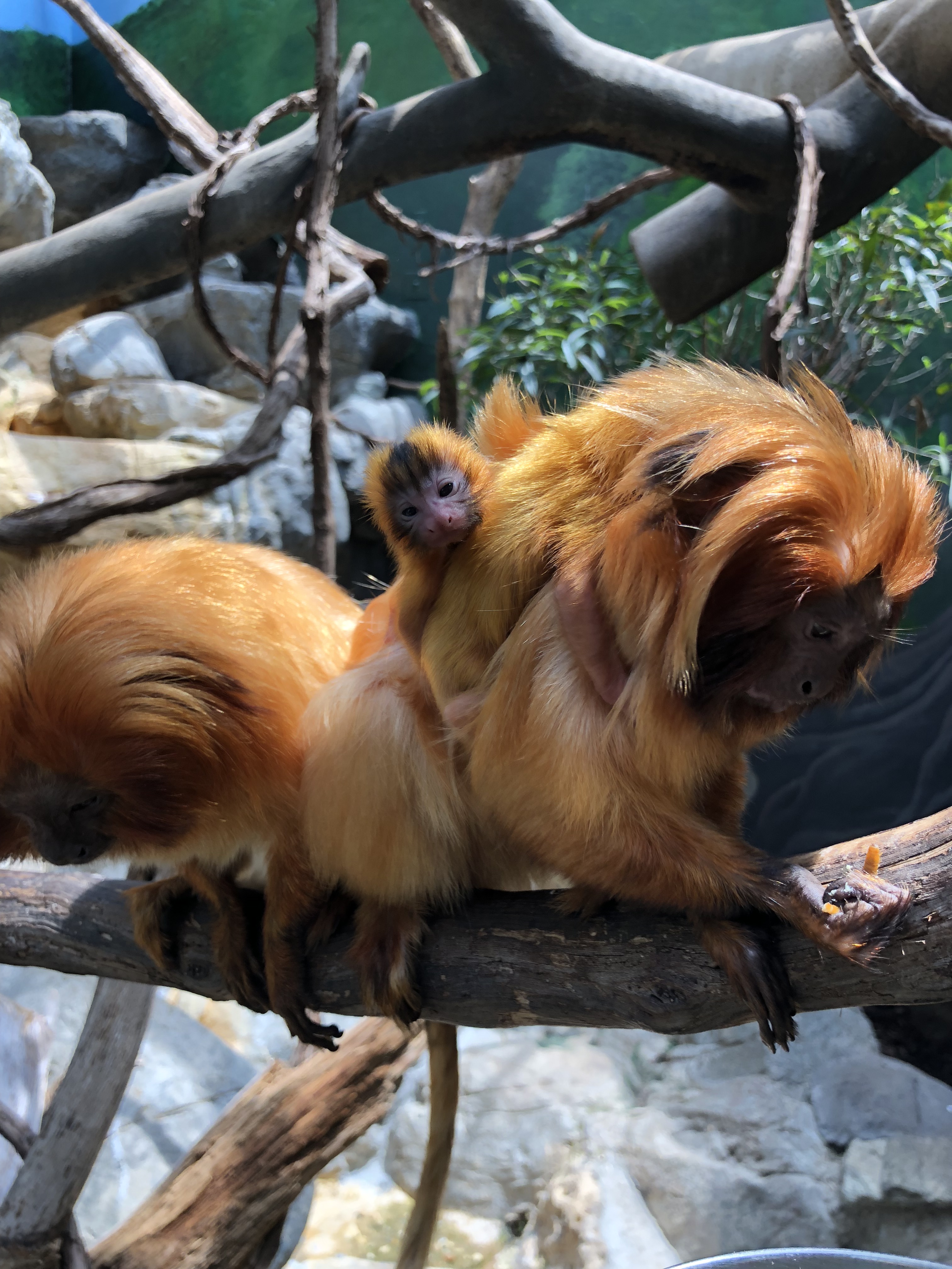 Zoo's Historic Newborn Tamarin Twins Cling to Mom, Doing What Healthy  Babies Do, At the Smithsonian