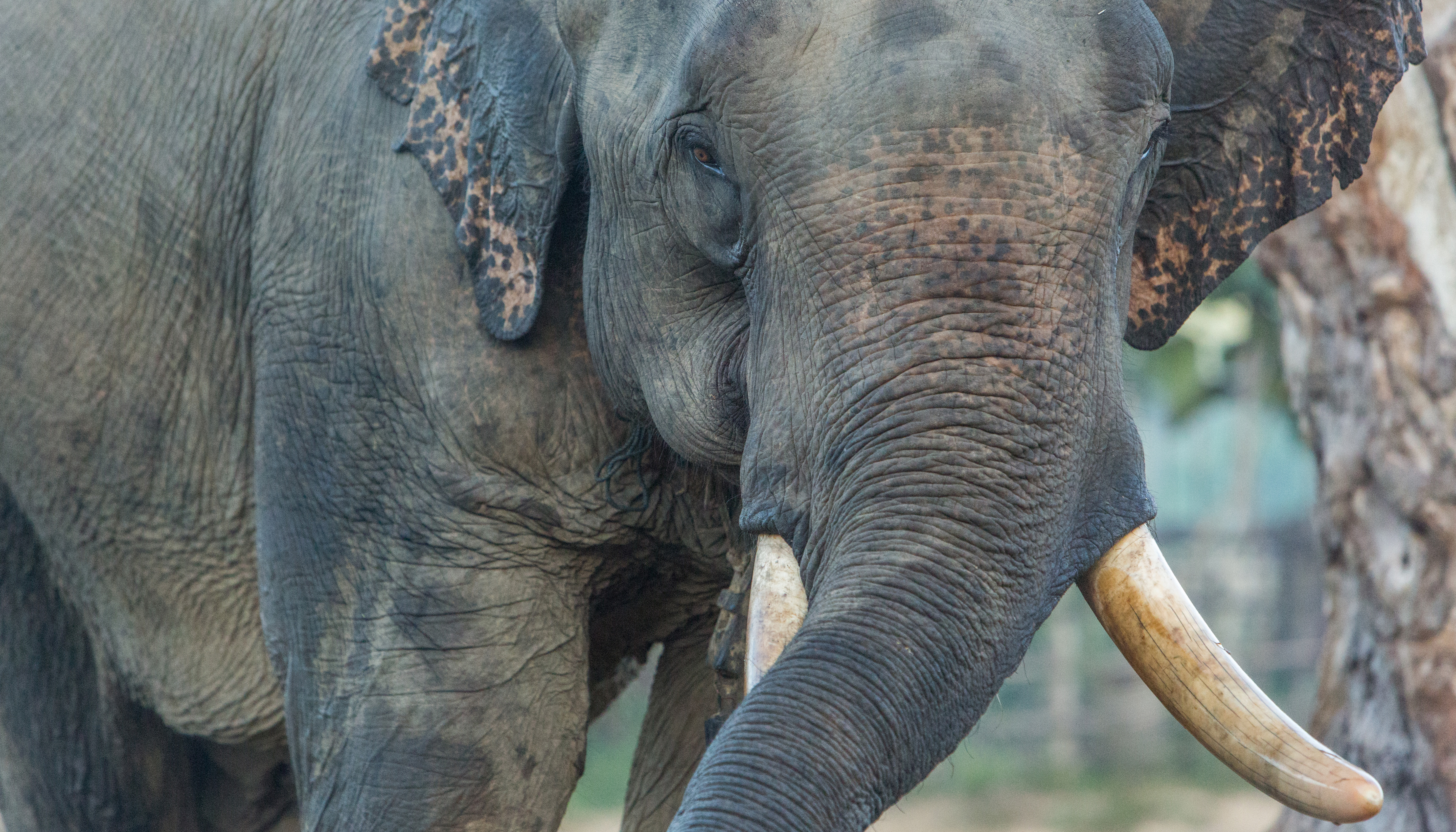 Wild Personalities: Elephant Edition | Smithsonian&#039;s National Zoo