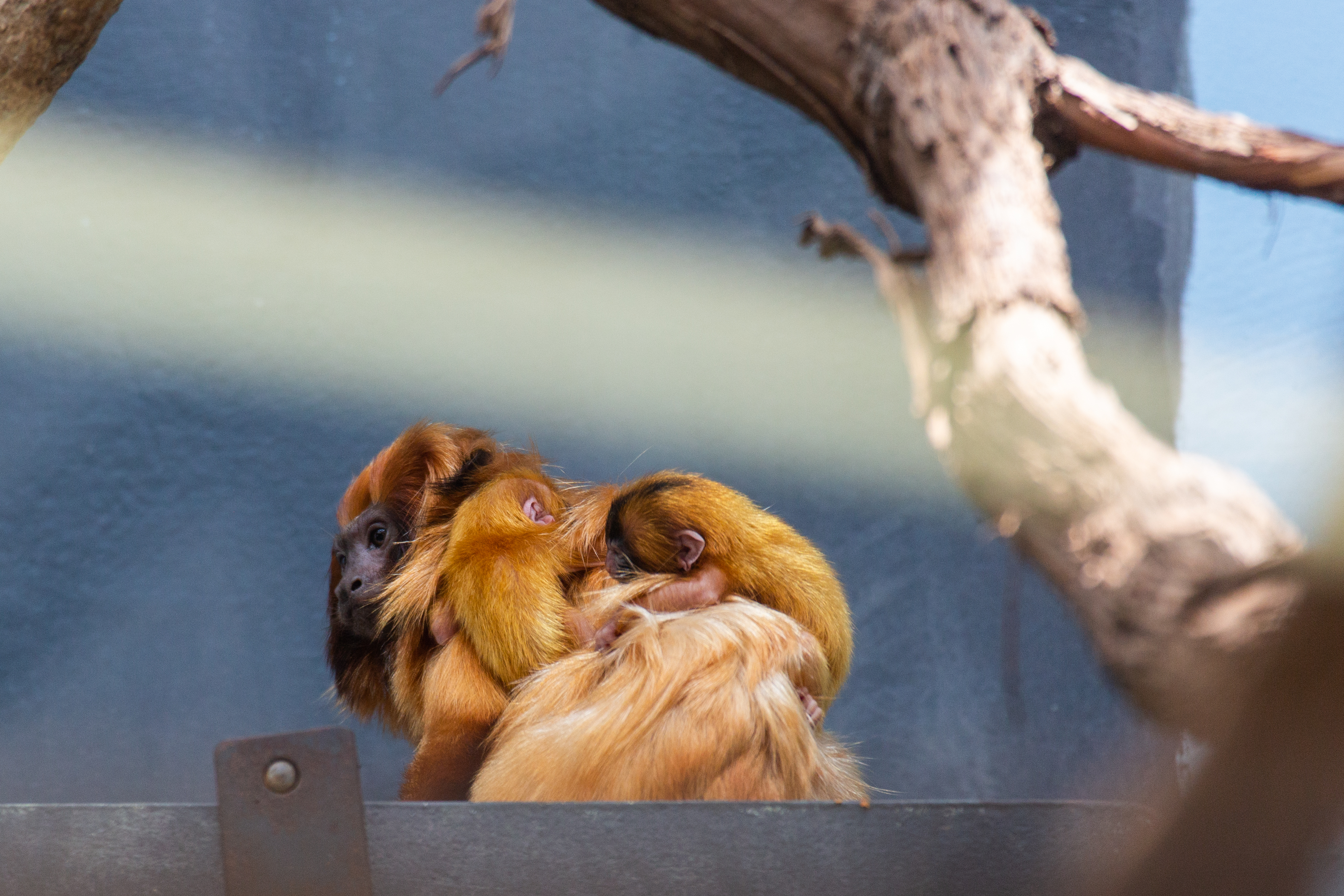 Meet Our Golden-Headed Lion Tamarin Twins  Smithsonian's National Zoo and  Conservation Biology Institute