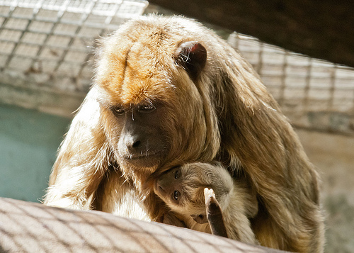 Black howler monkey  Smithsonian's National Zoo and Conservation