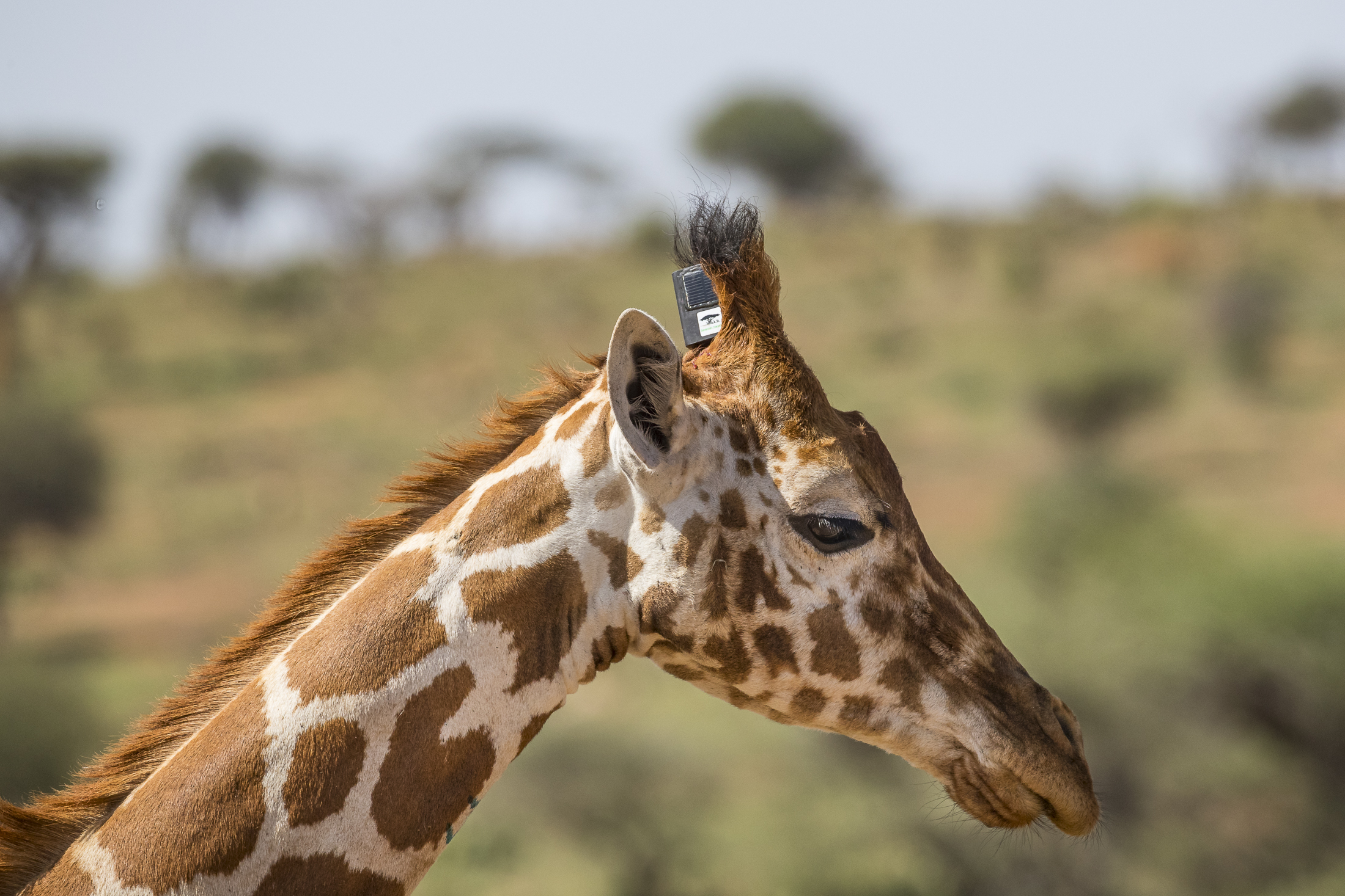 Giraffe giraffe what will you wear today (Em Portugues do Brasil)