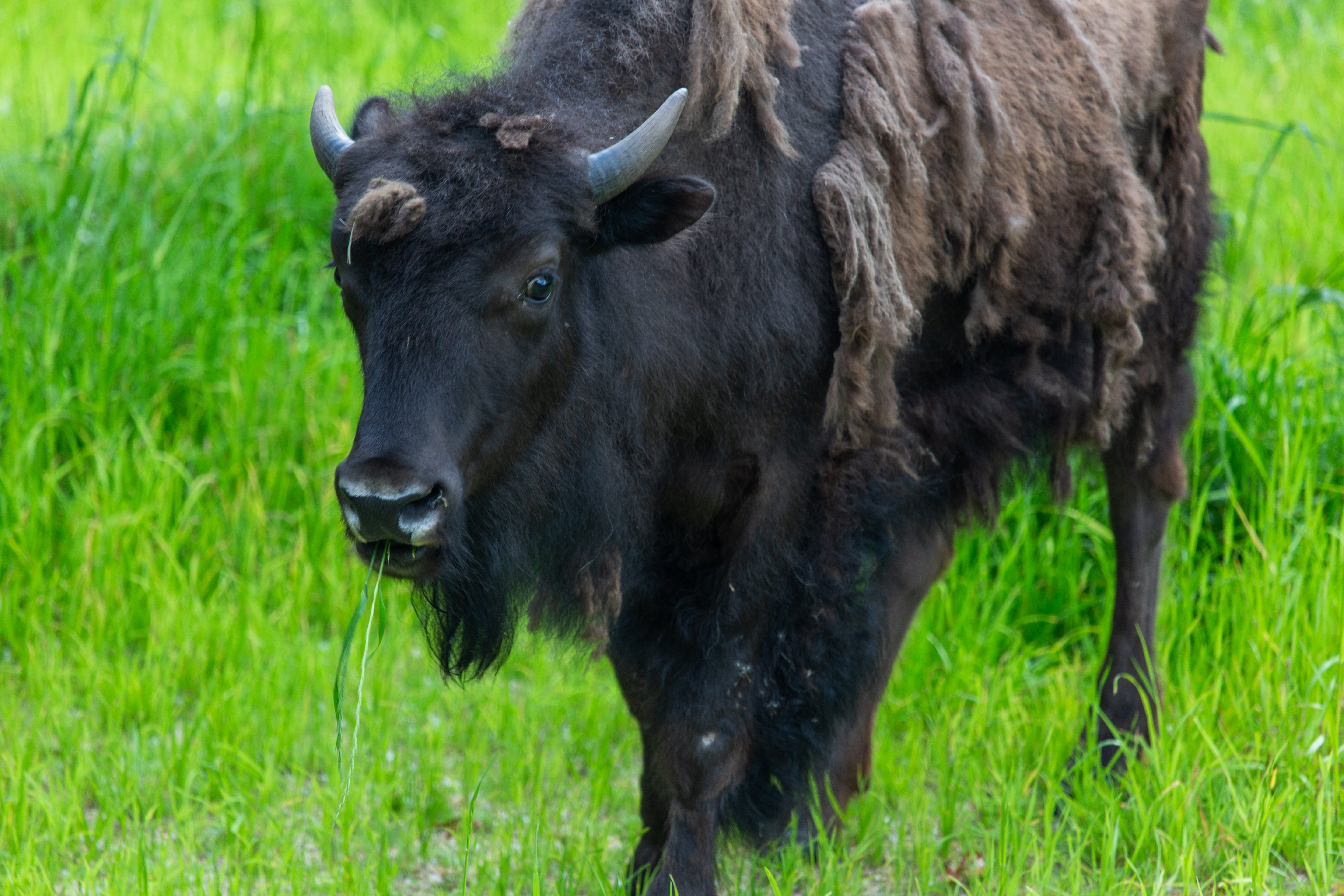 American bison Lucy at the Smithsonian's National Zoo