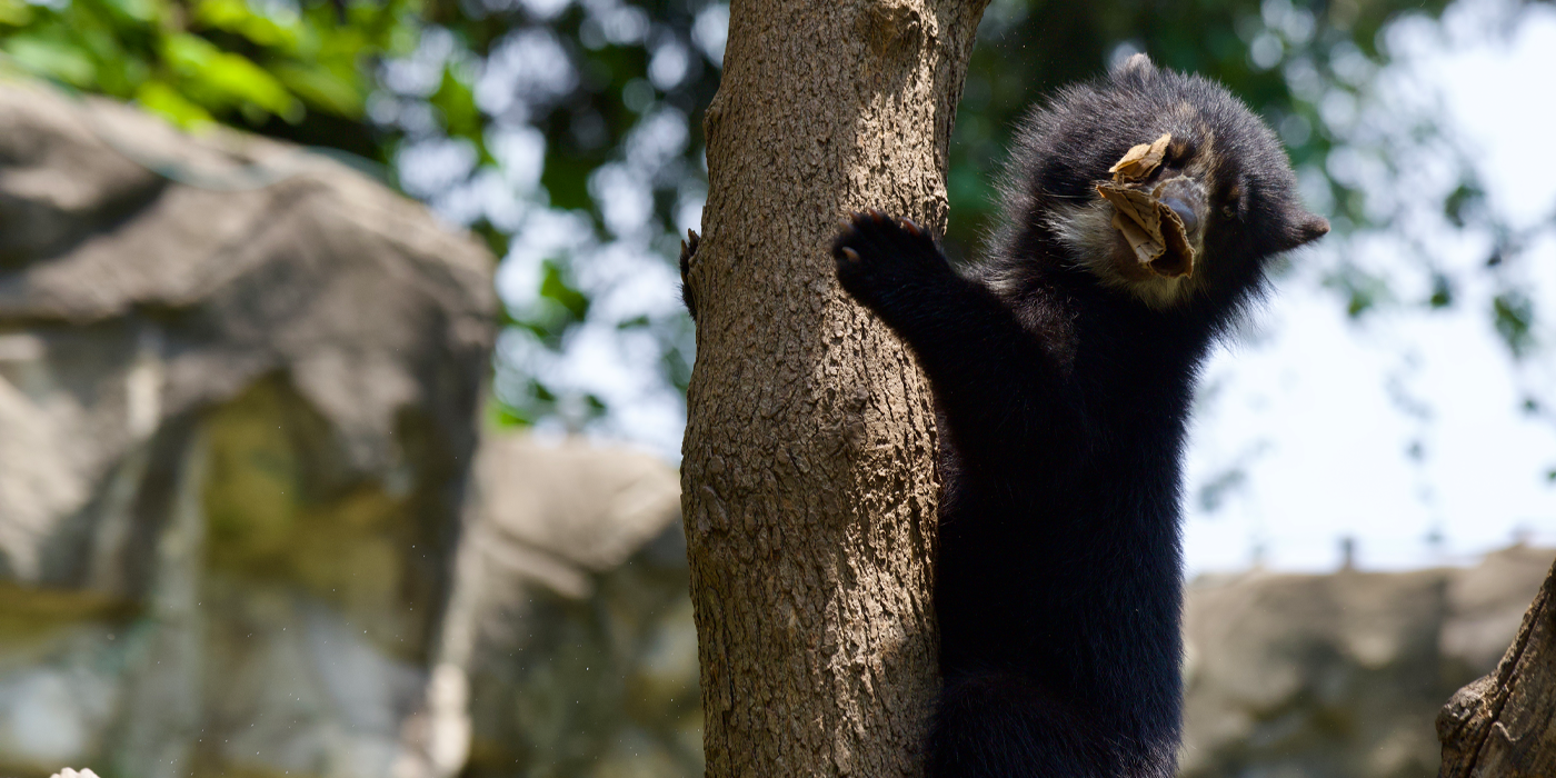 A fuzzy black Andean bear cub climbs a tree with a piece of cardboard in his mouth.