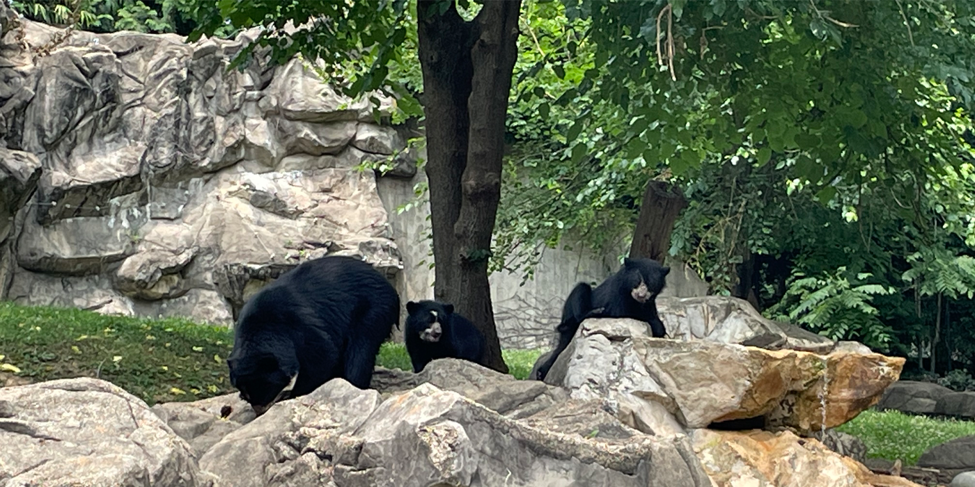 Three Andean bears perch on a rocky outcrop under the shade of a mulberry tree.
